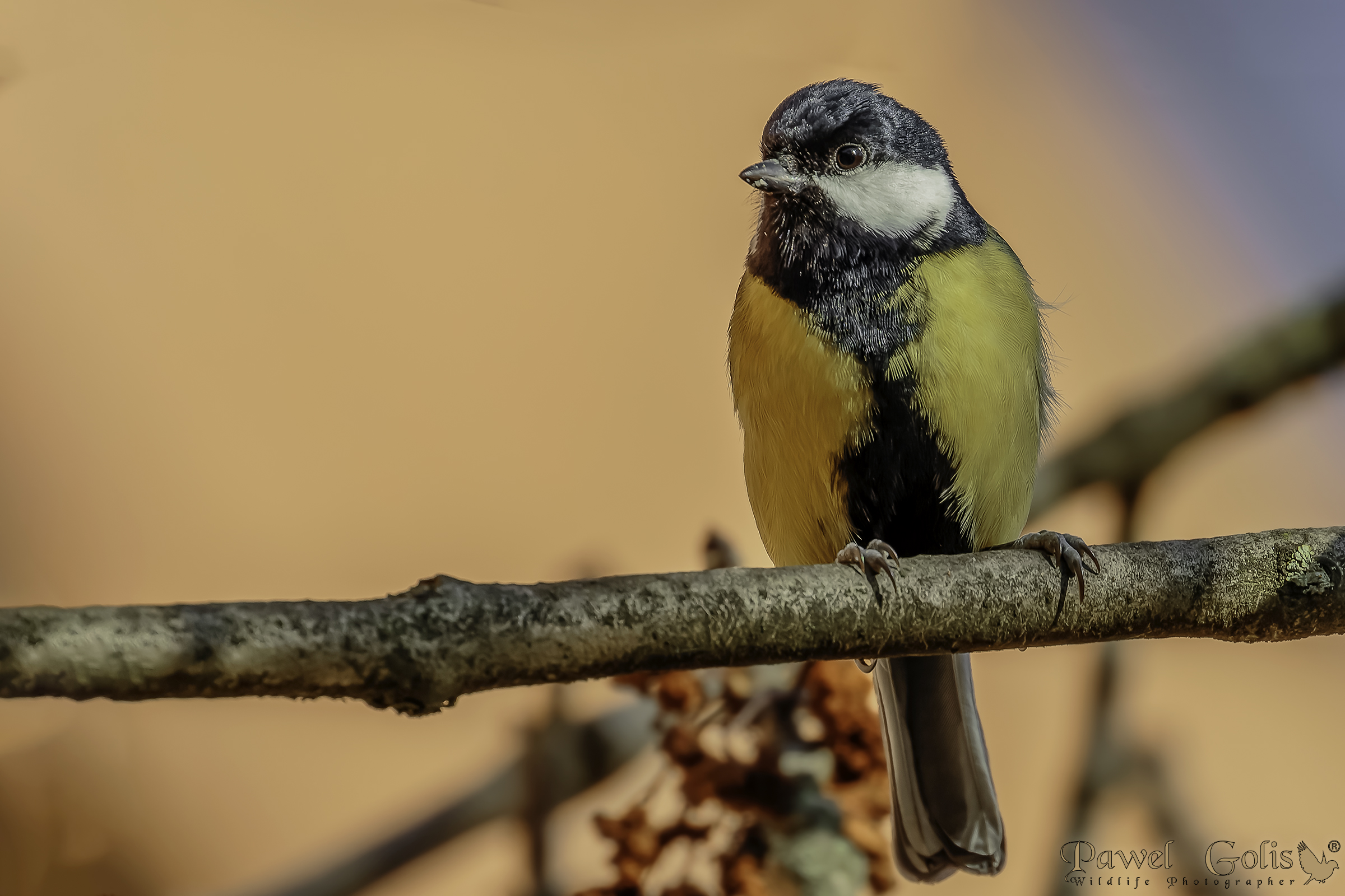 Cinciallegra (Parus major)