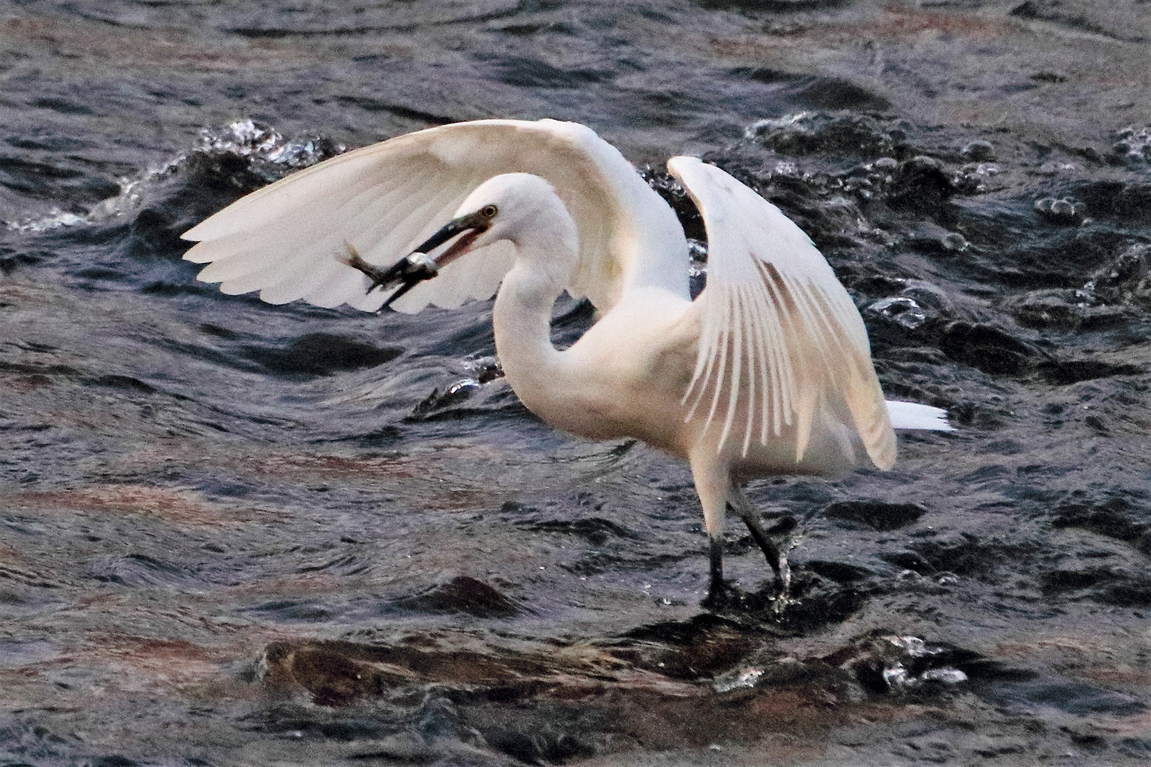 voracious egret