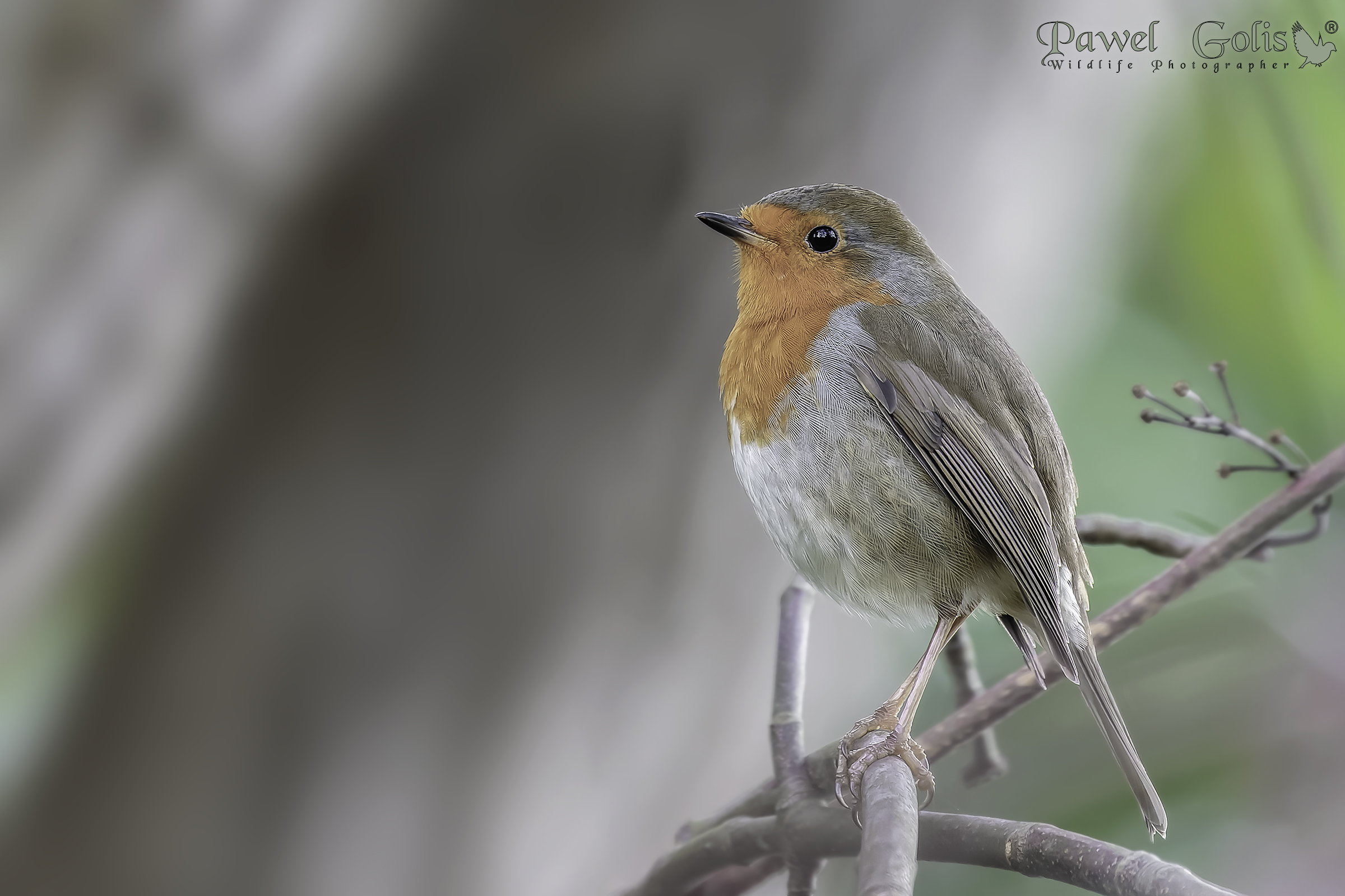 Pettirosso europeo (Erithacus rubecula)