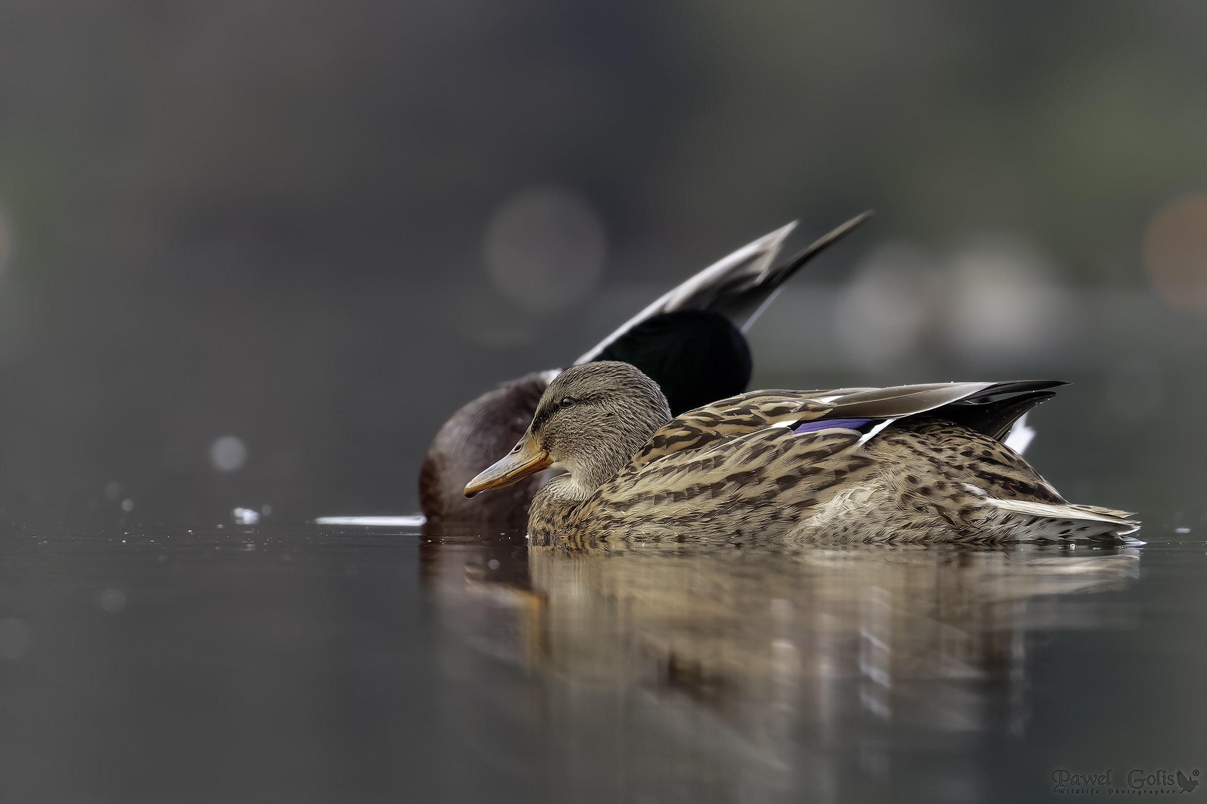 Germano reale (Anas platyrhynchos)