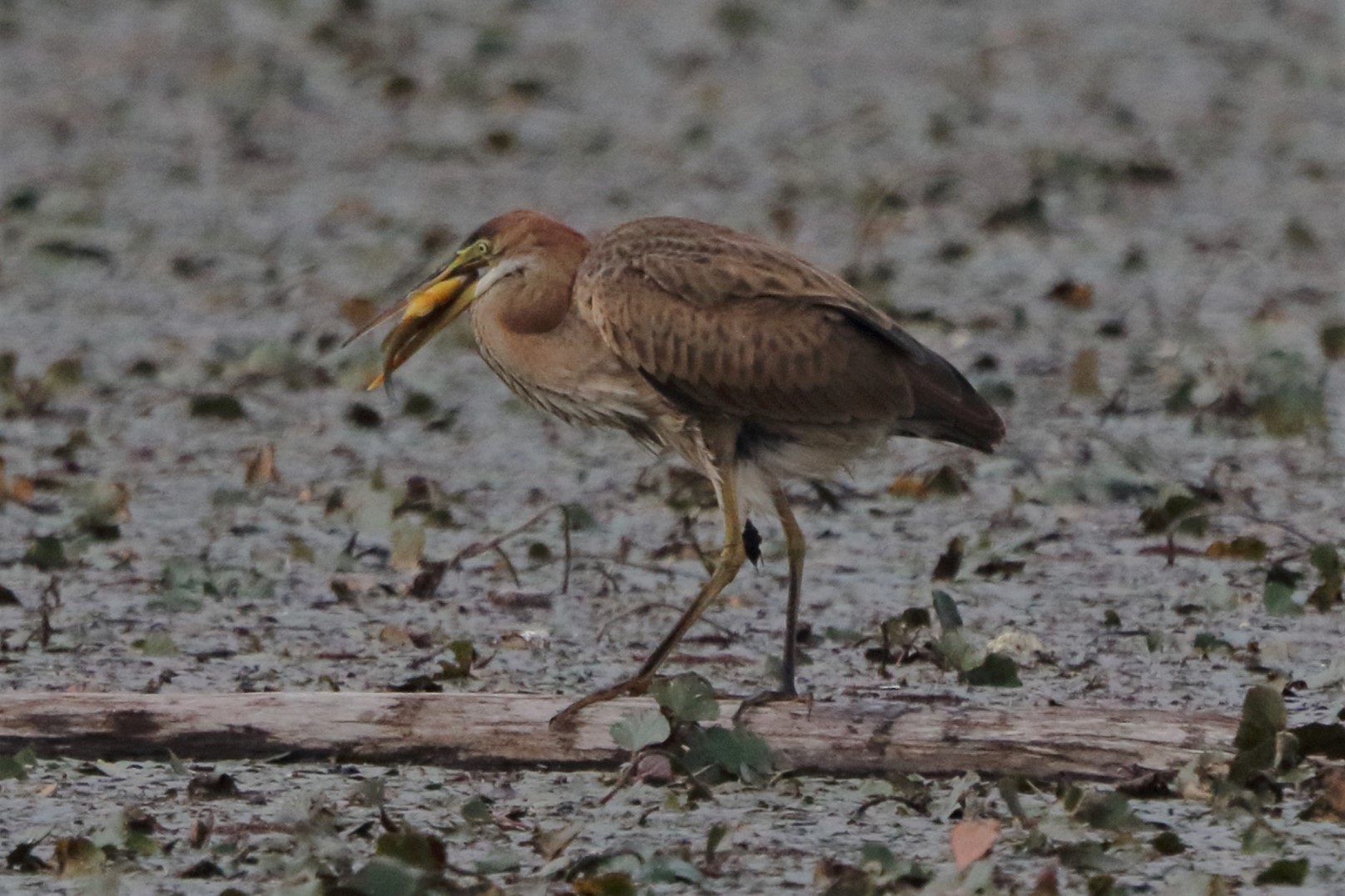 purple heron