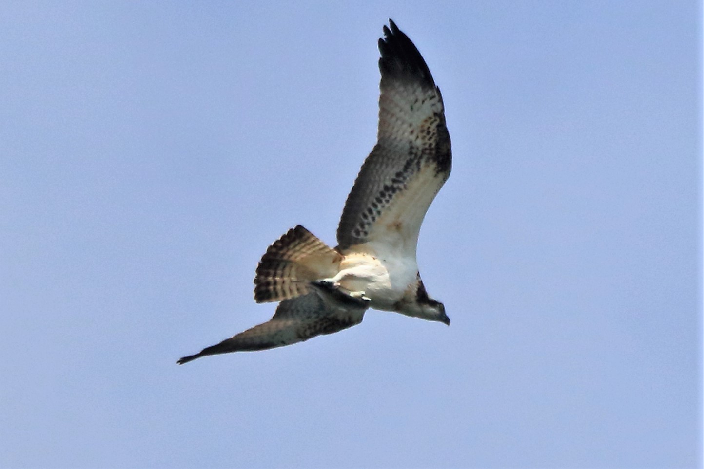 Osprey with prey