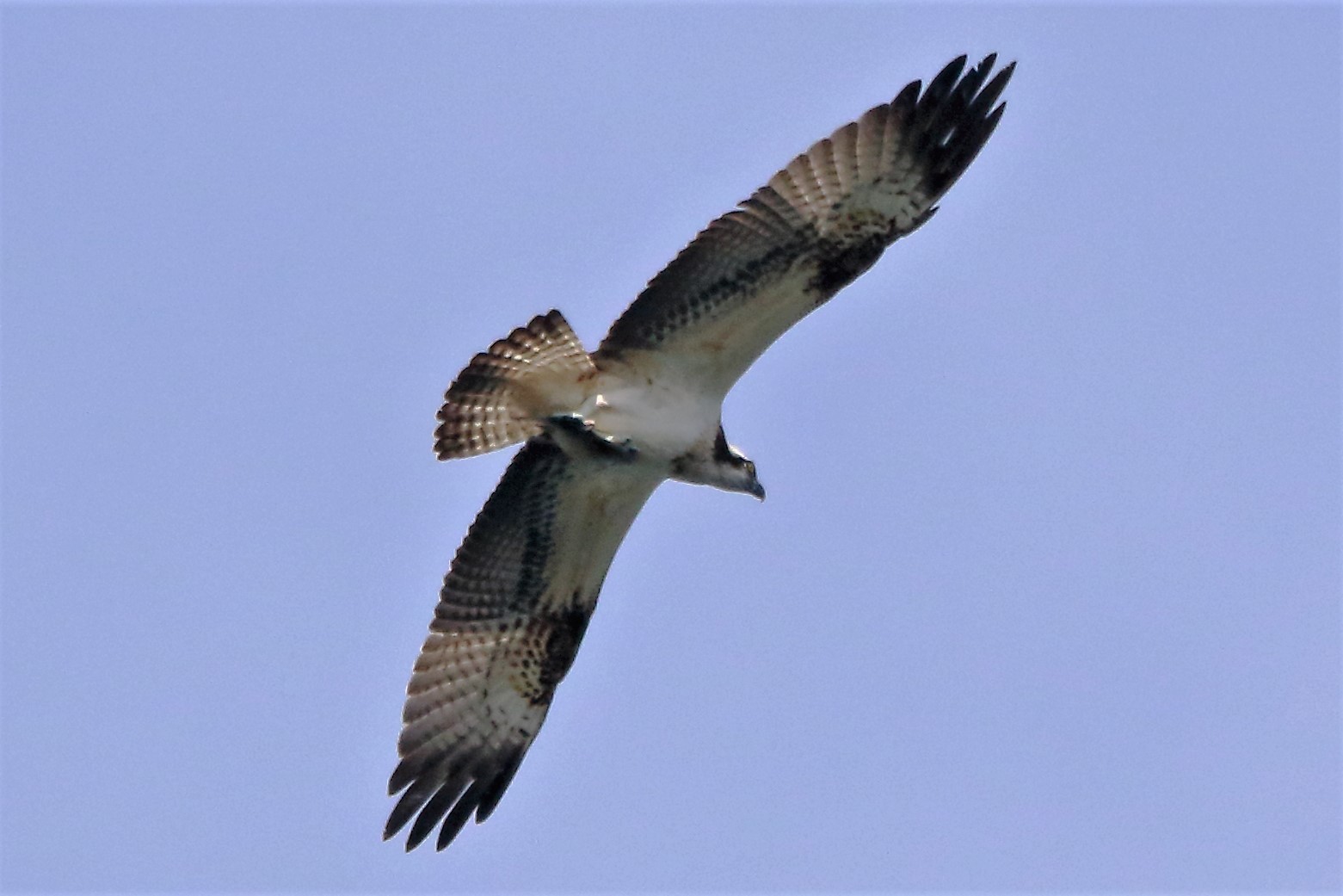 Osprey with prey