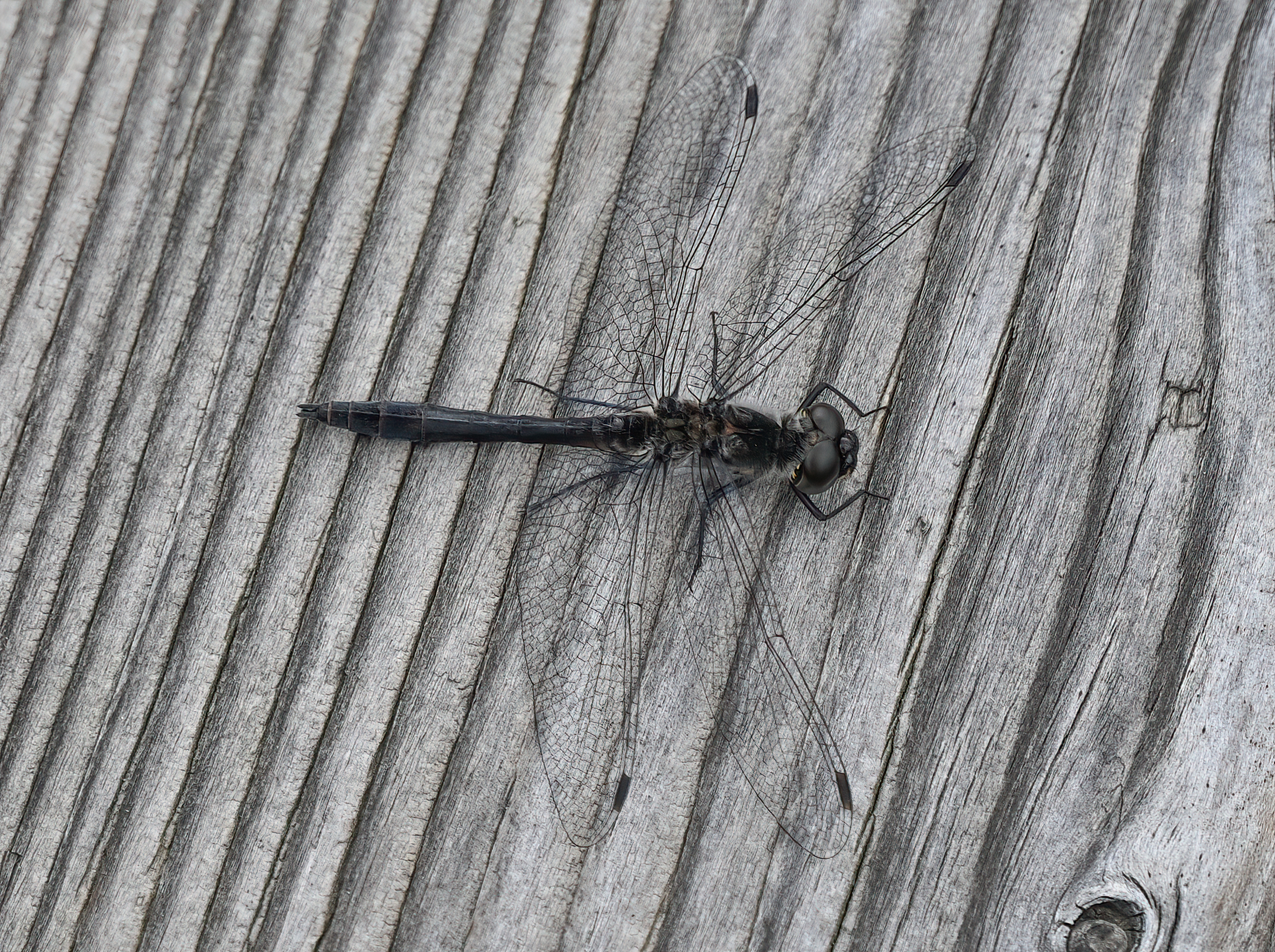 Sympetrum danae