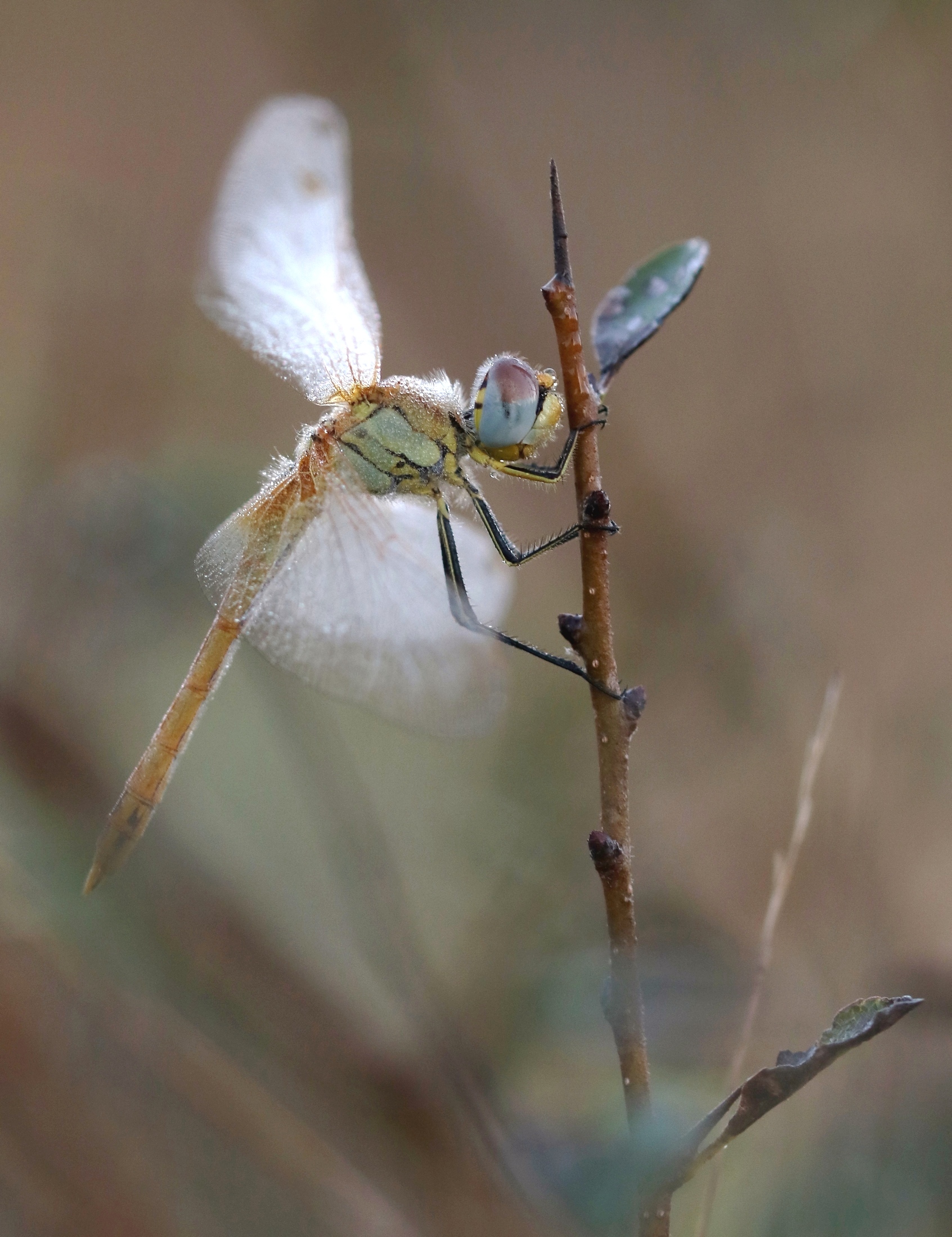 Il riposo del guerriero