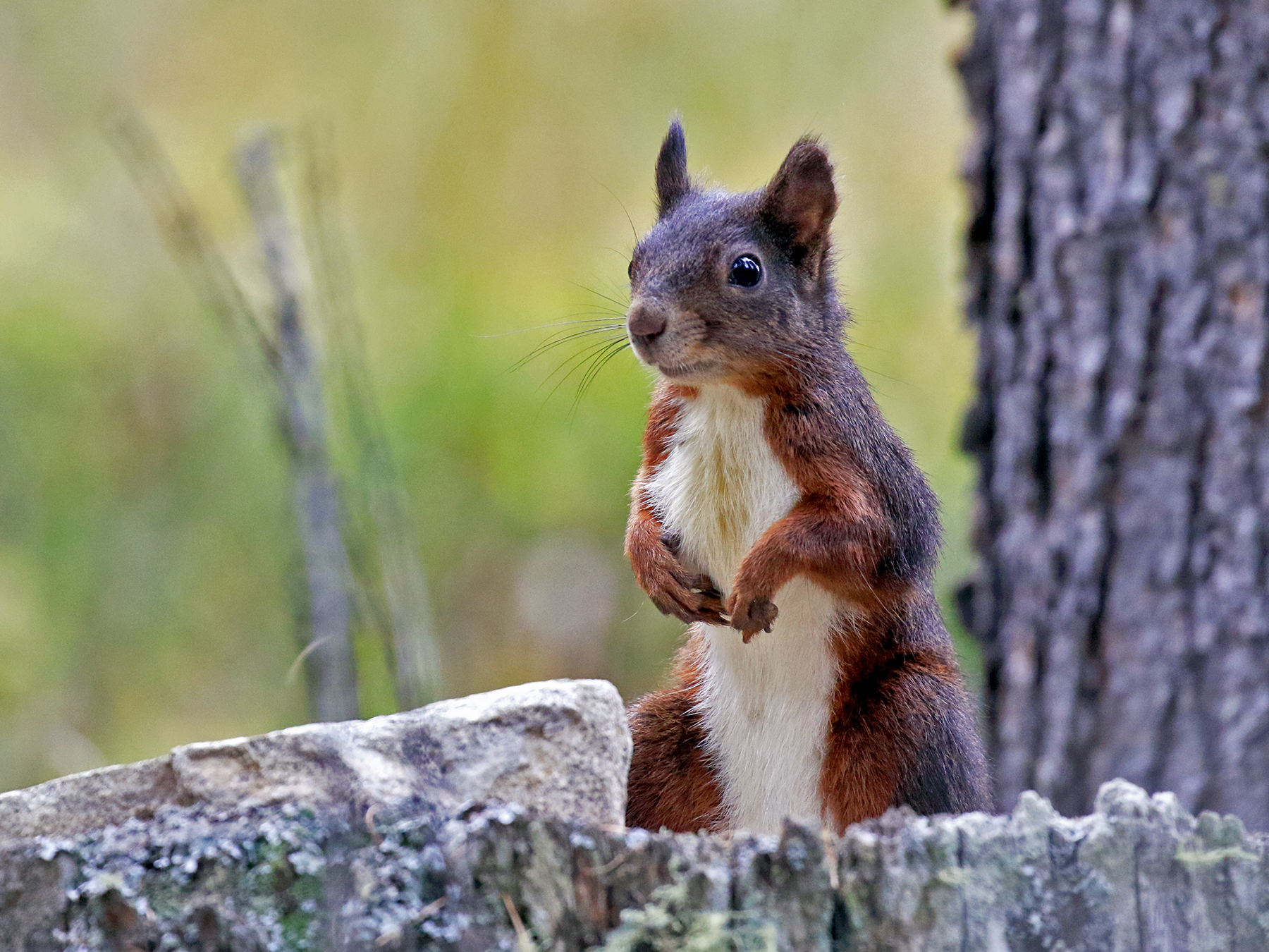 Red squirrel