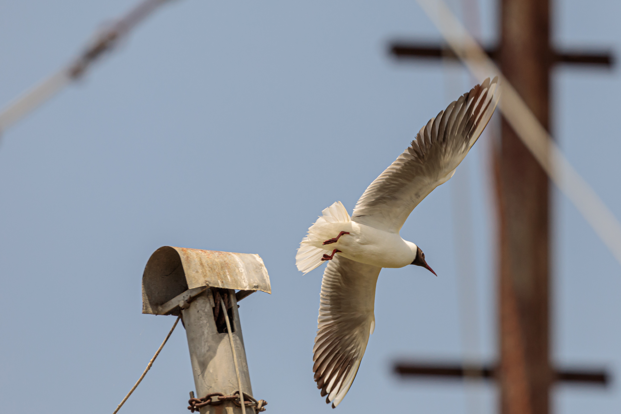 Seagull
