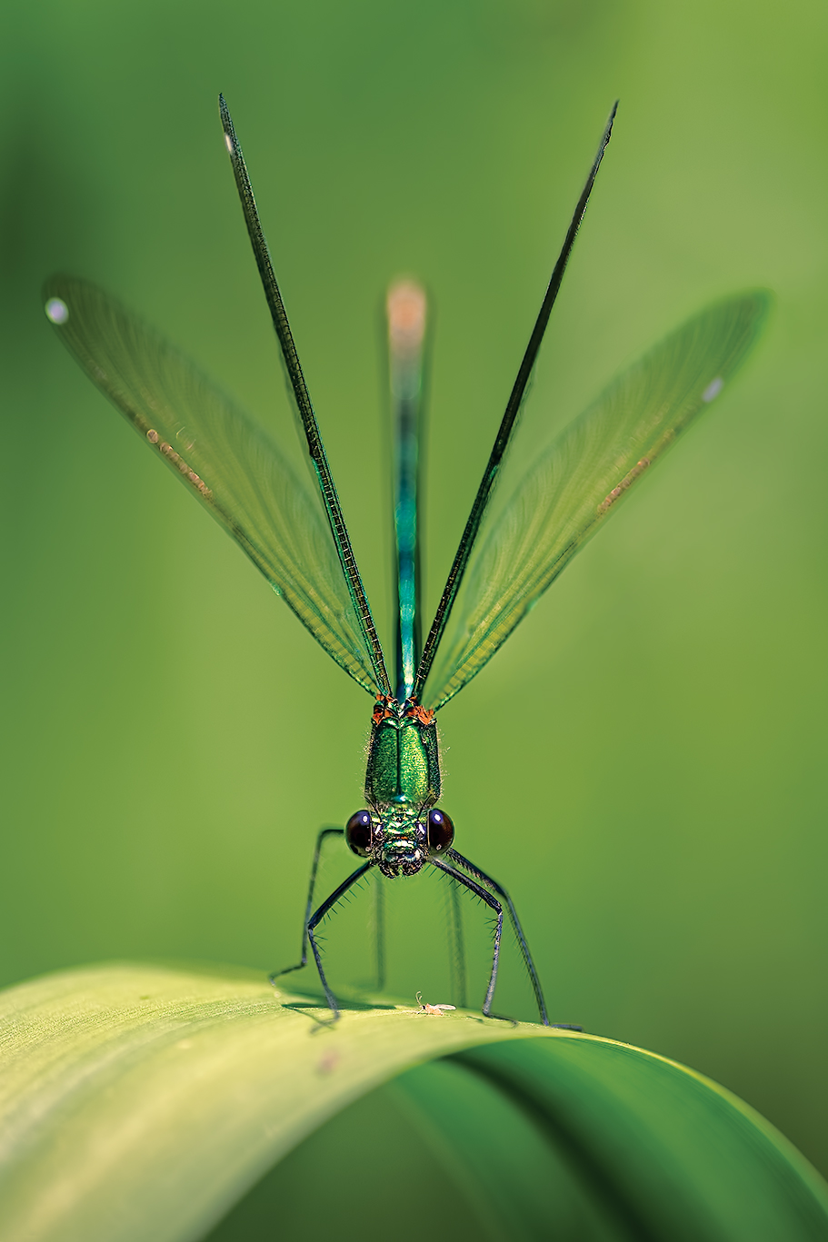 Damsel