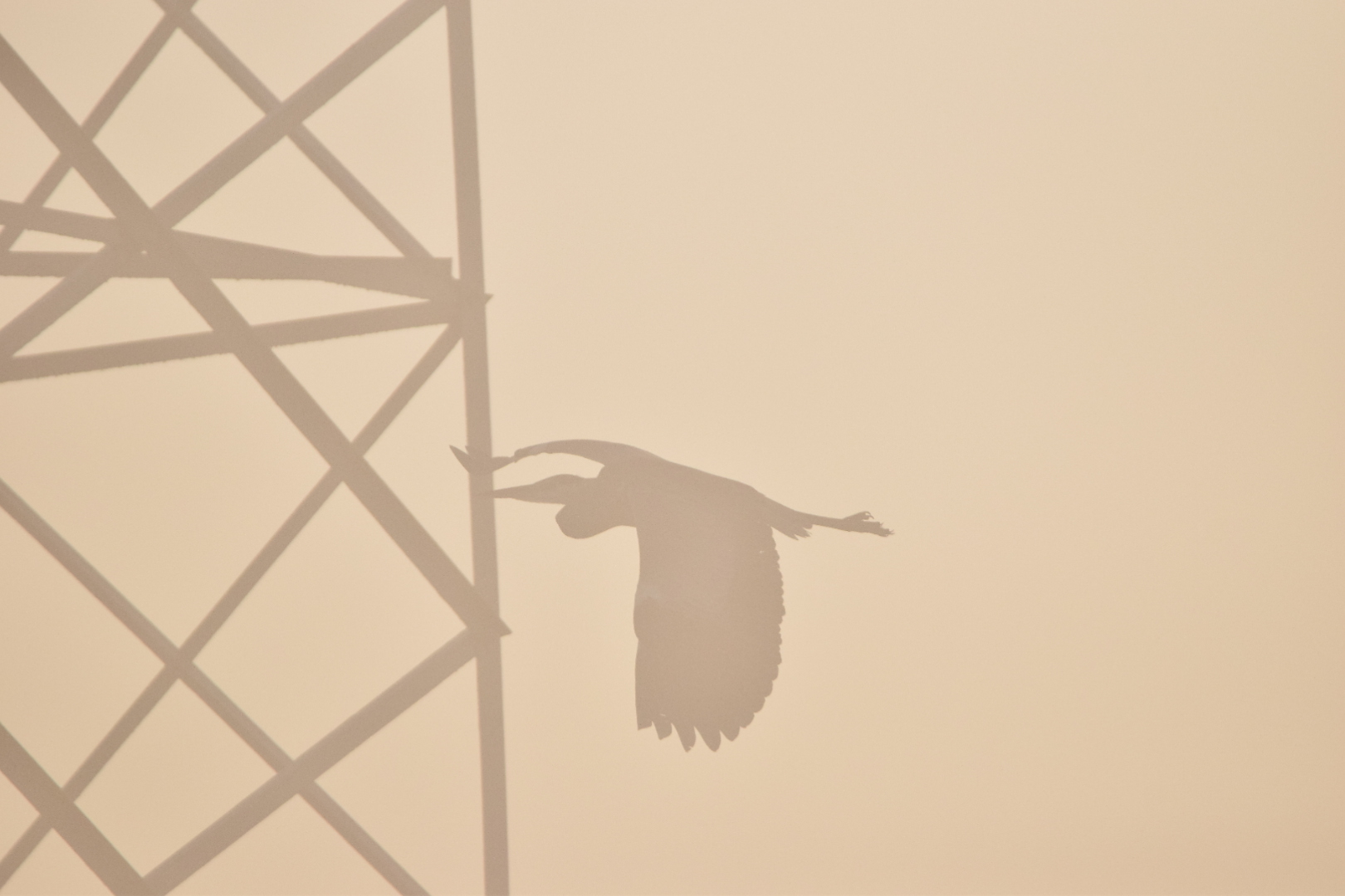 Heron in the fog