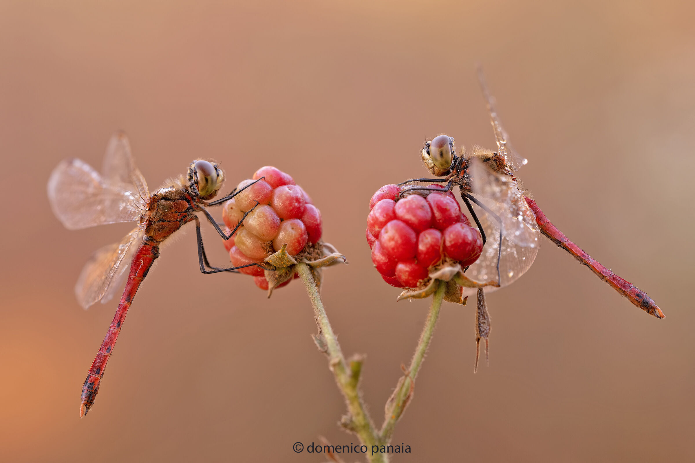 sympetrum depressiusculum