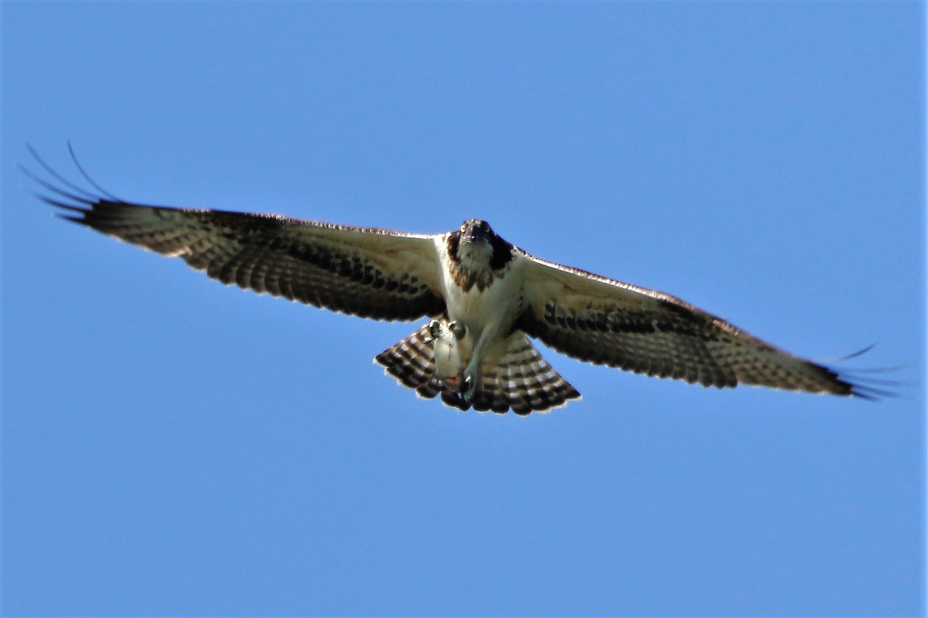 Osprey with prey 187