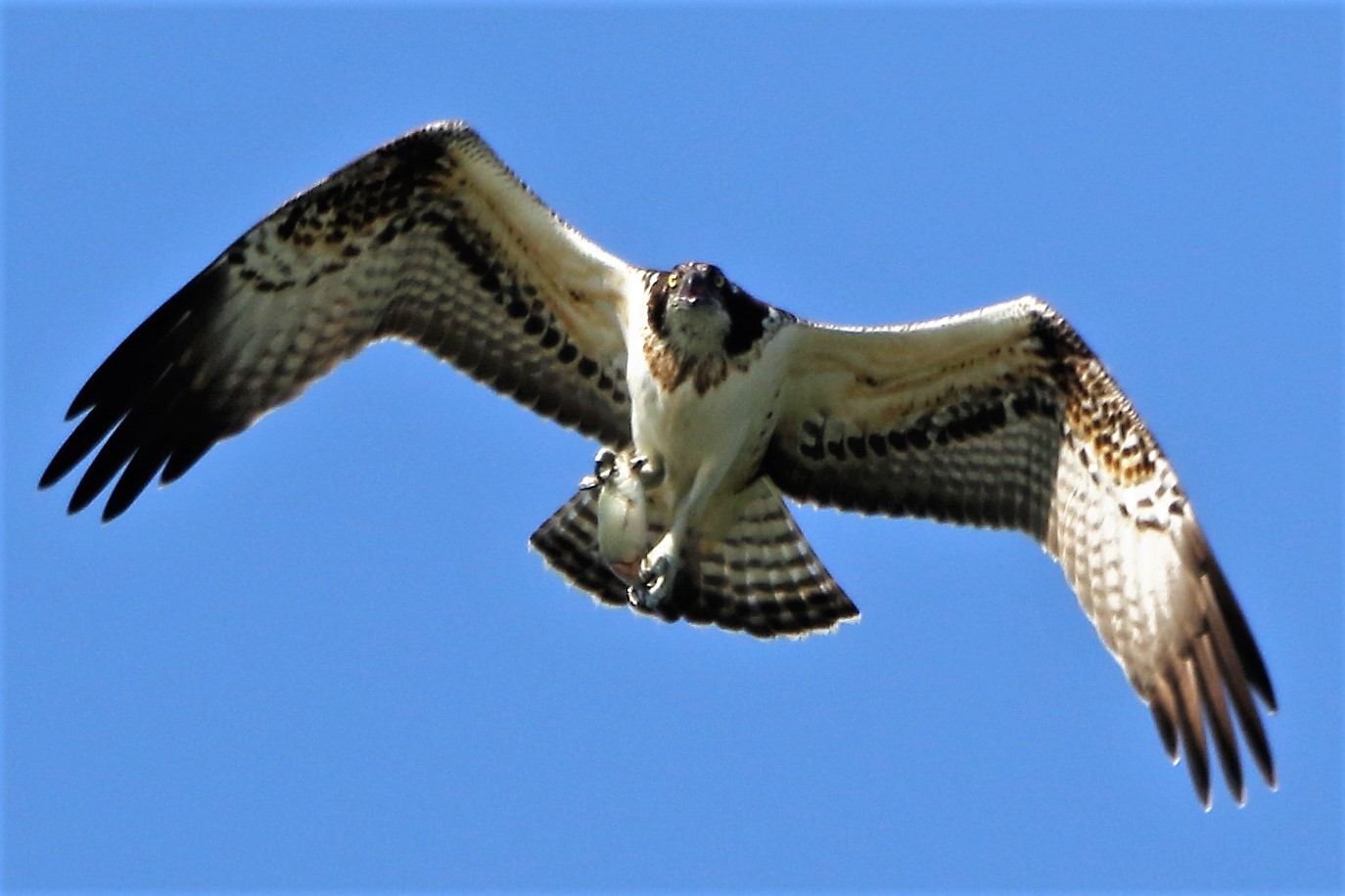 Osprey with prey 188
