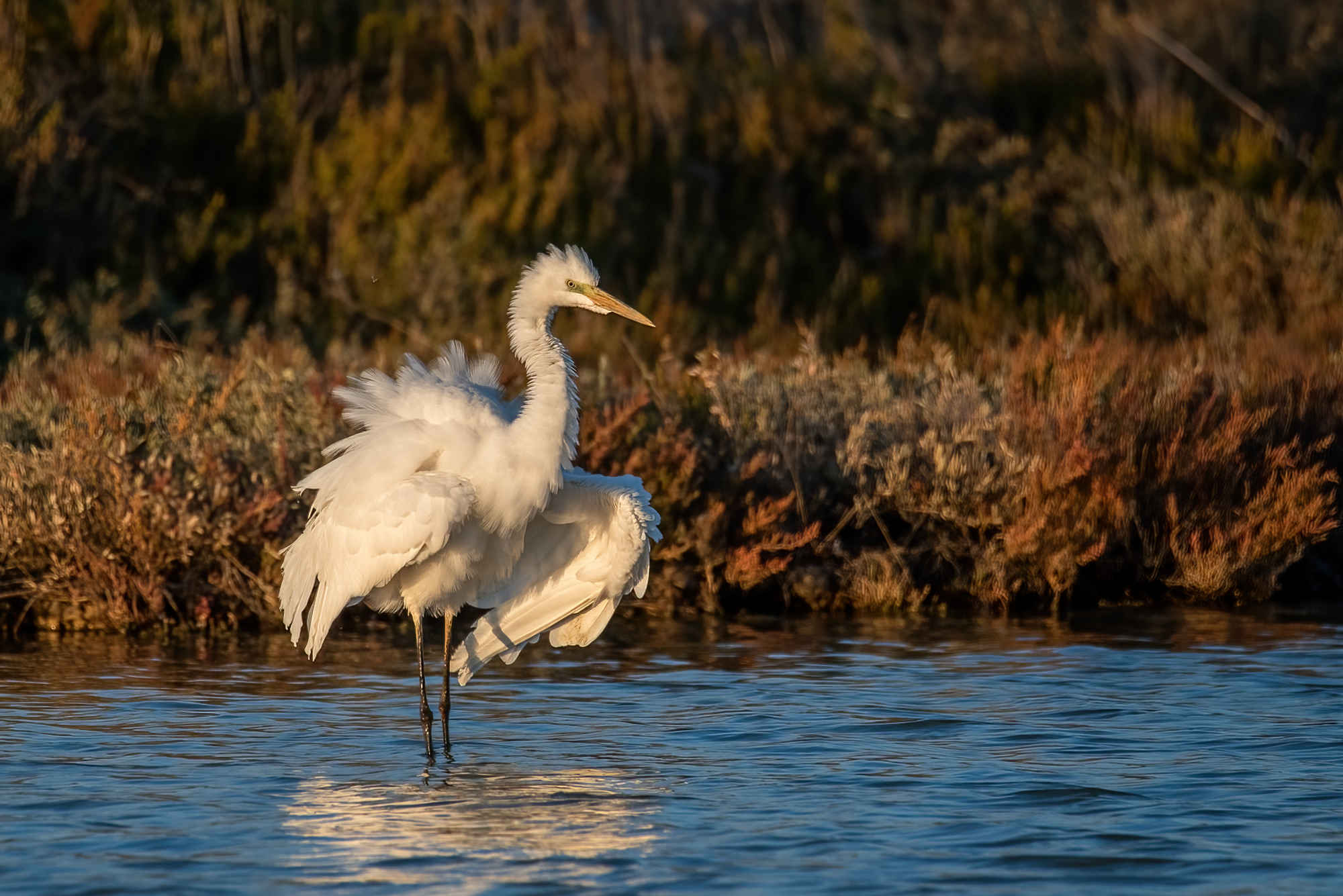 Airone bianco maggiore
