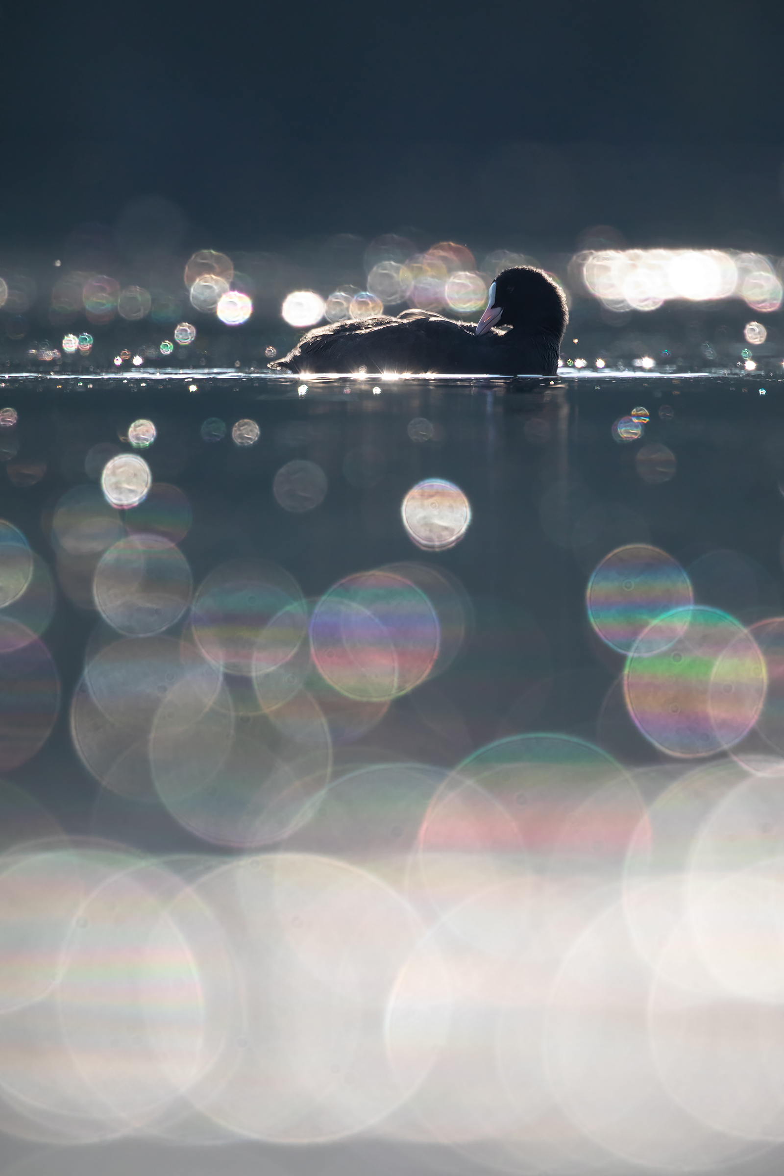 In controluce.. anche una folaga..