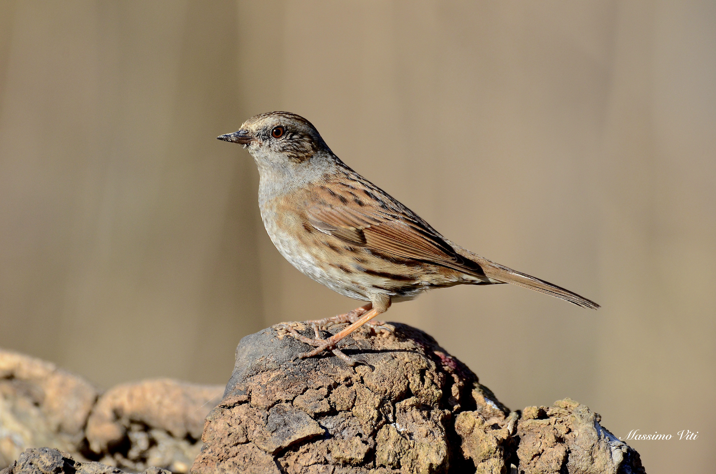 Passera scopaiola  ( Prunella modularis )