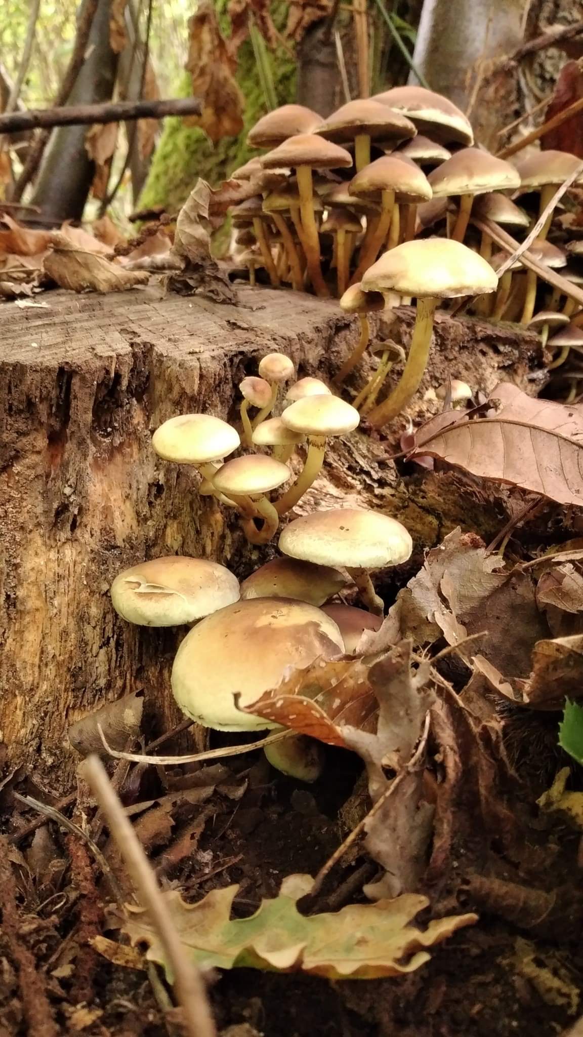 Autunno 1
