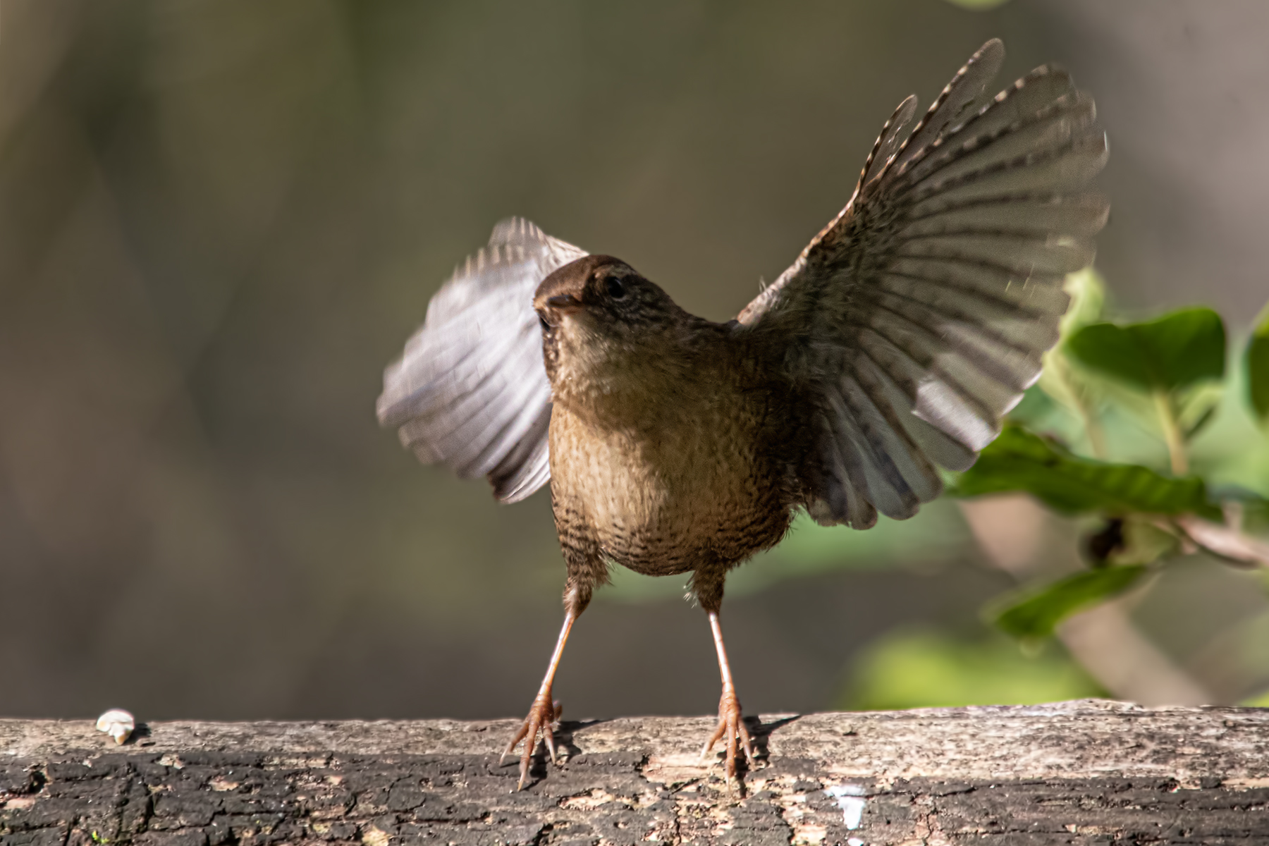 wren
