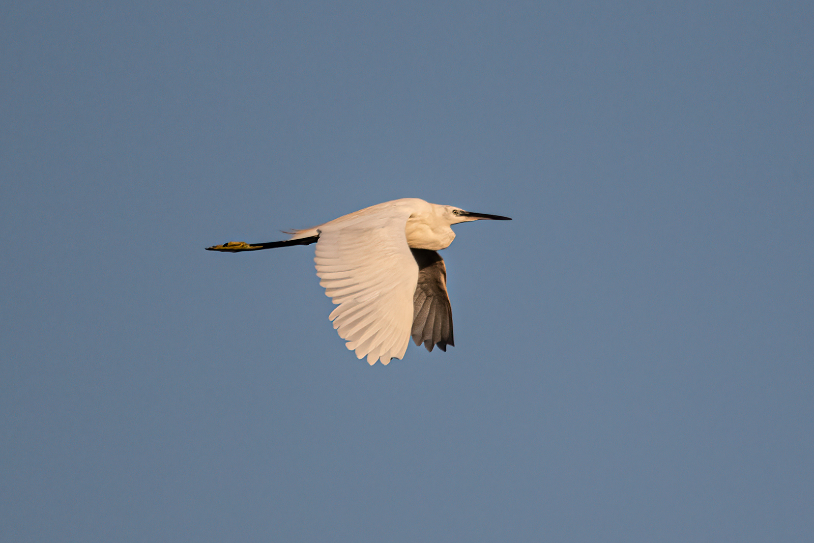 EGRET