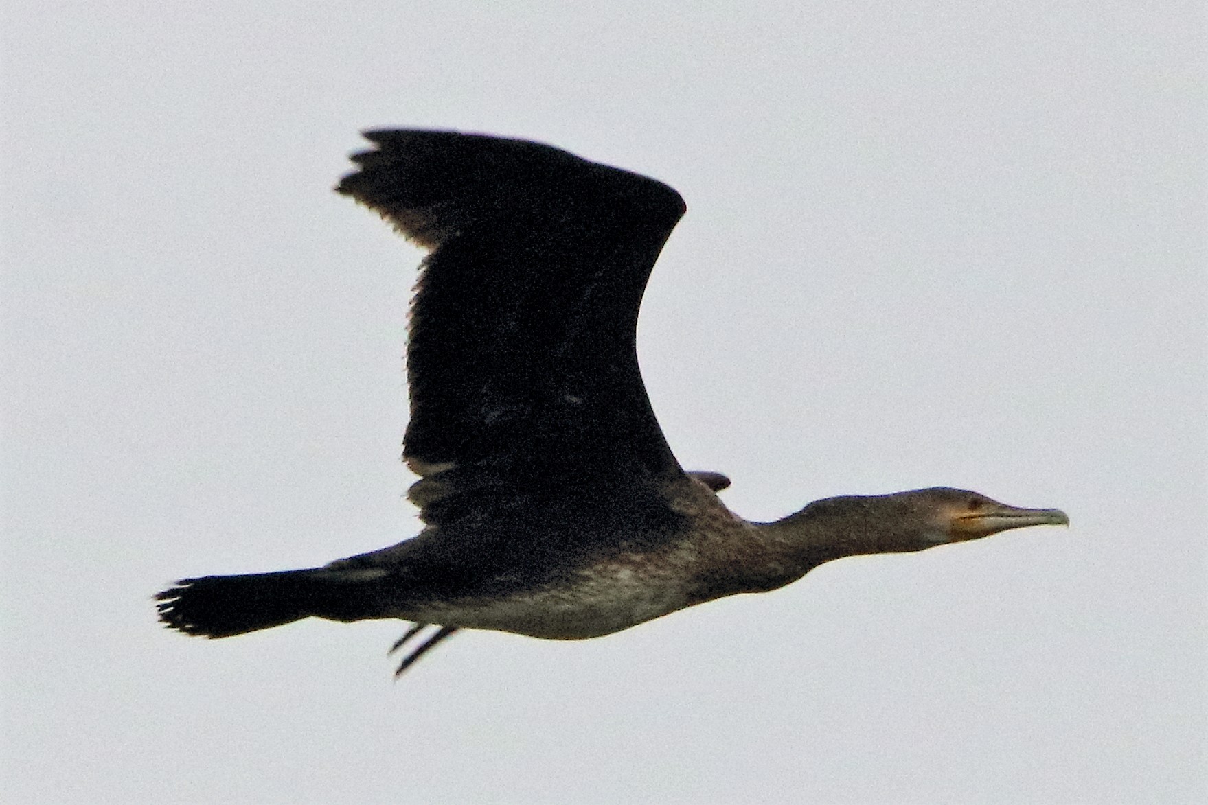 cormorant