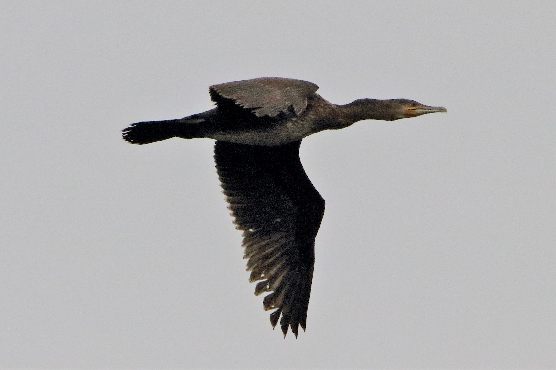 cormorant