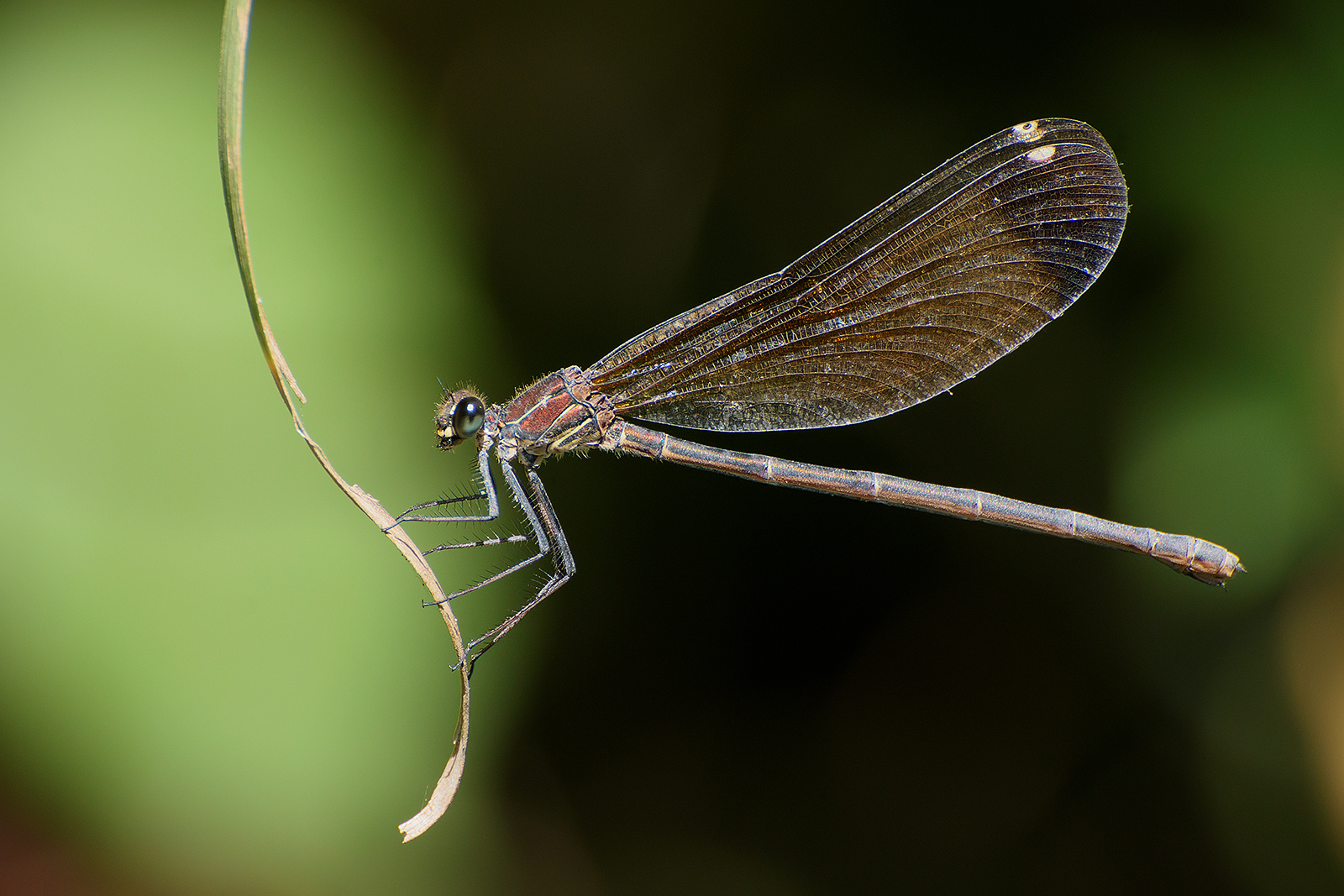 Odonata (Calopteryx haemorrhoidalis female)