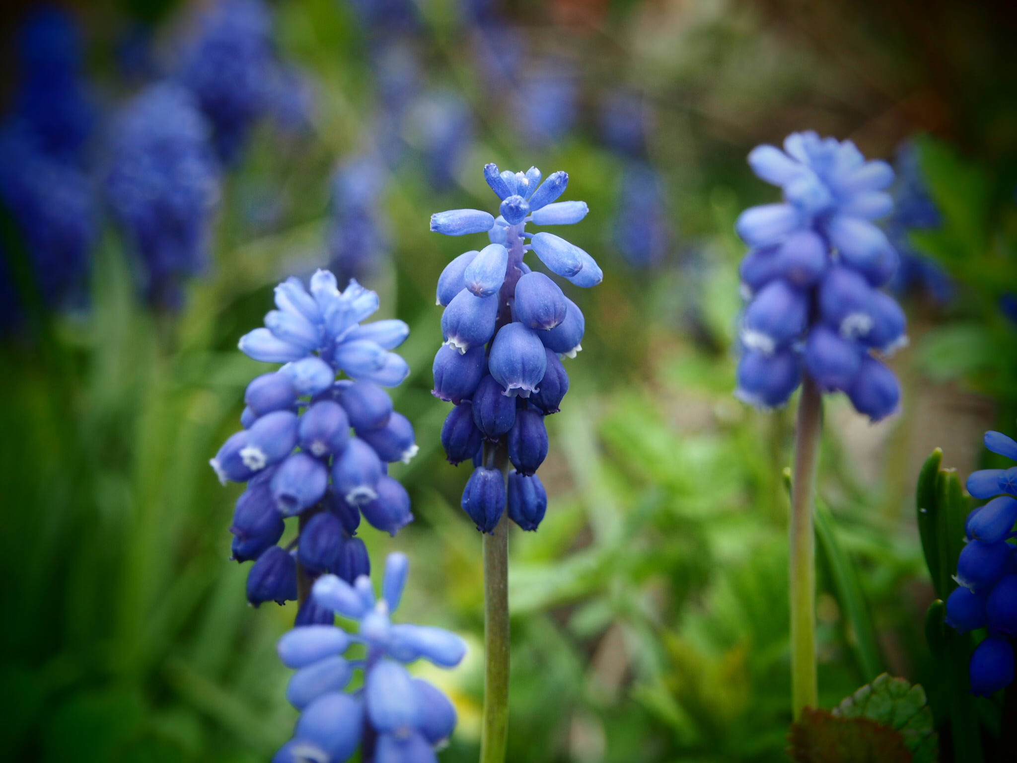 ONLY BEAUTIFUL THINGS