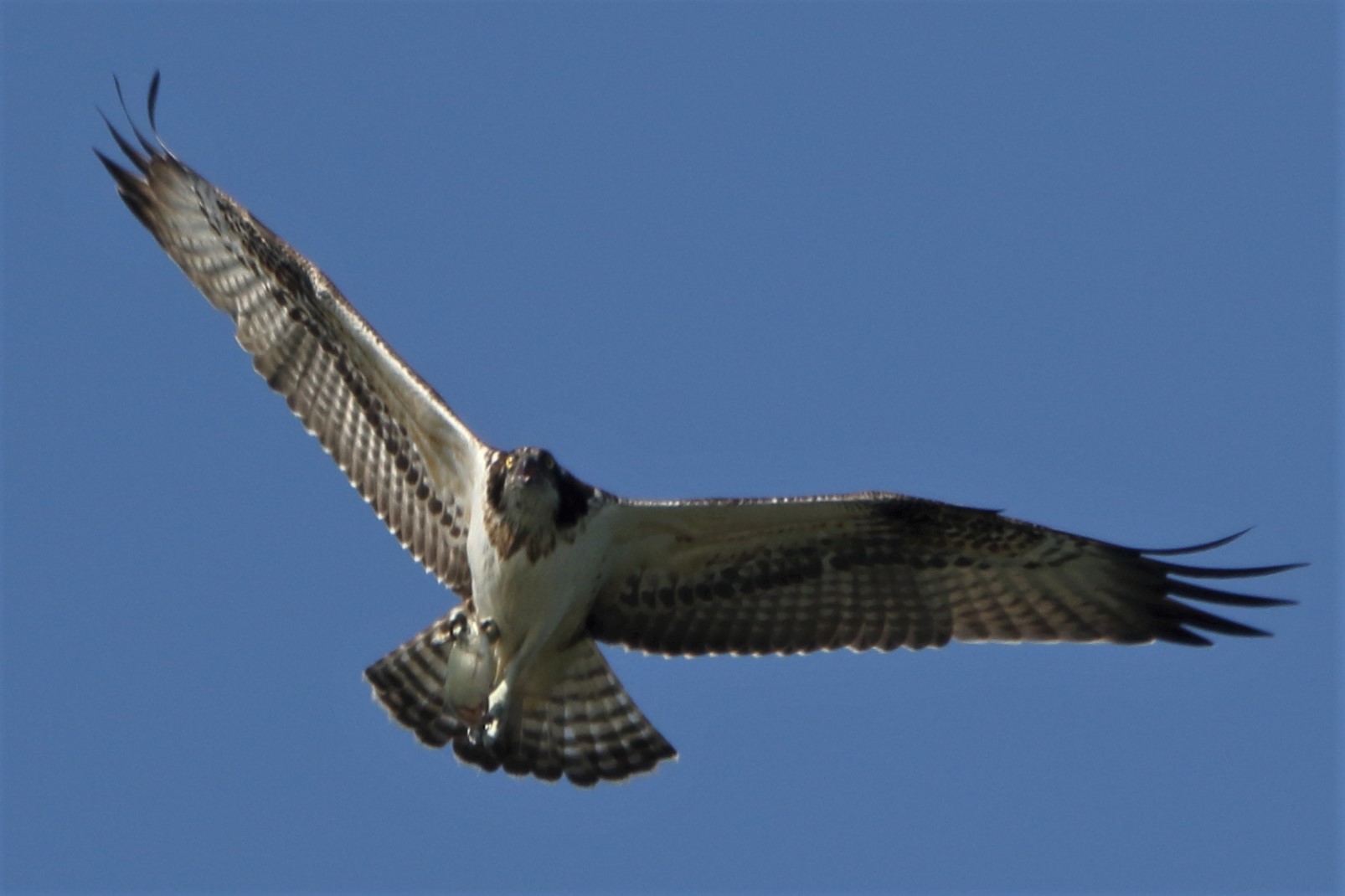 Osprey with prey 189