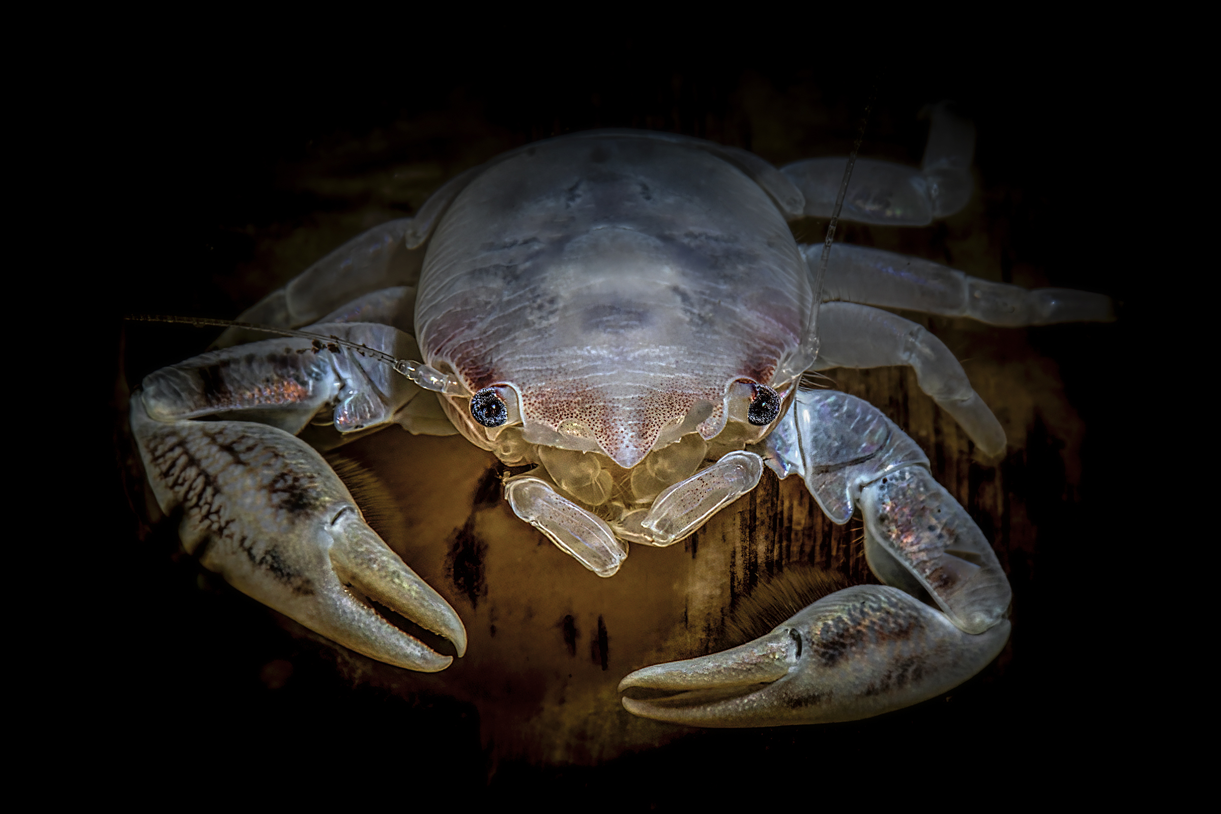 porcelain triloba Bali Tulamben bali