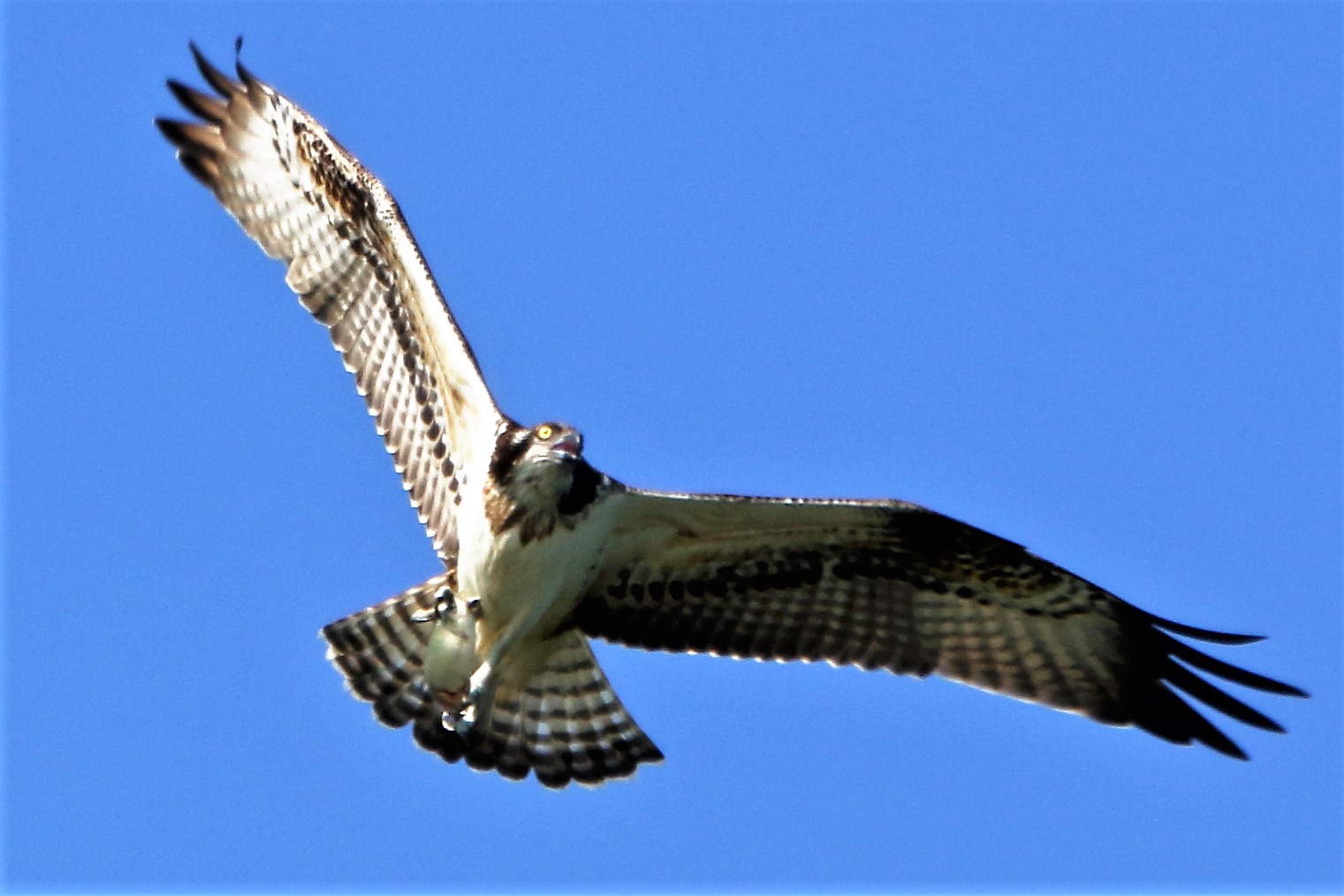 Osprey with prey 191