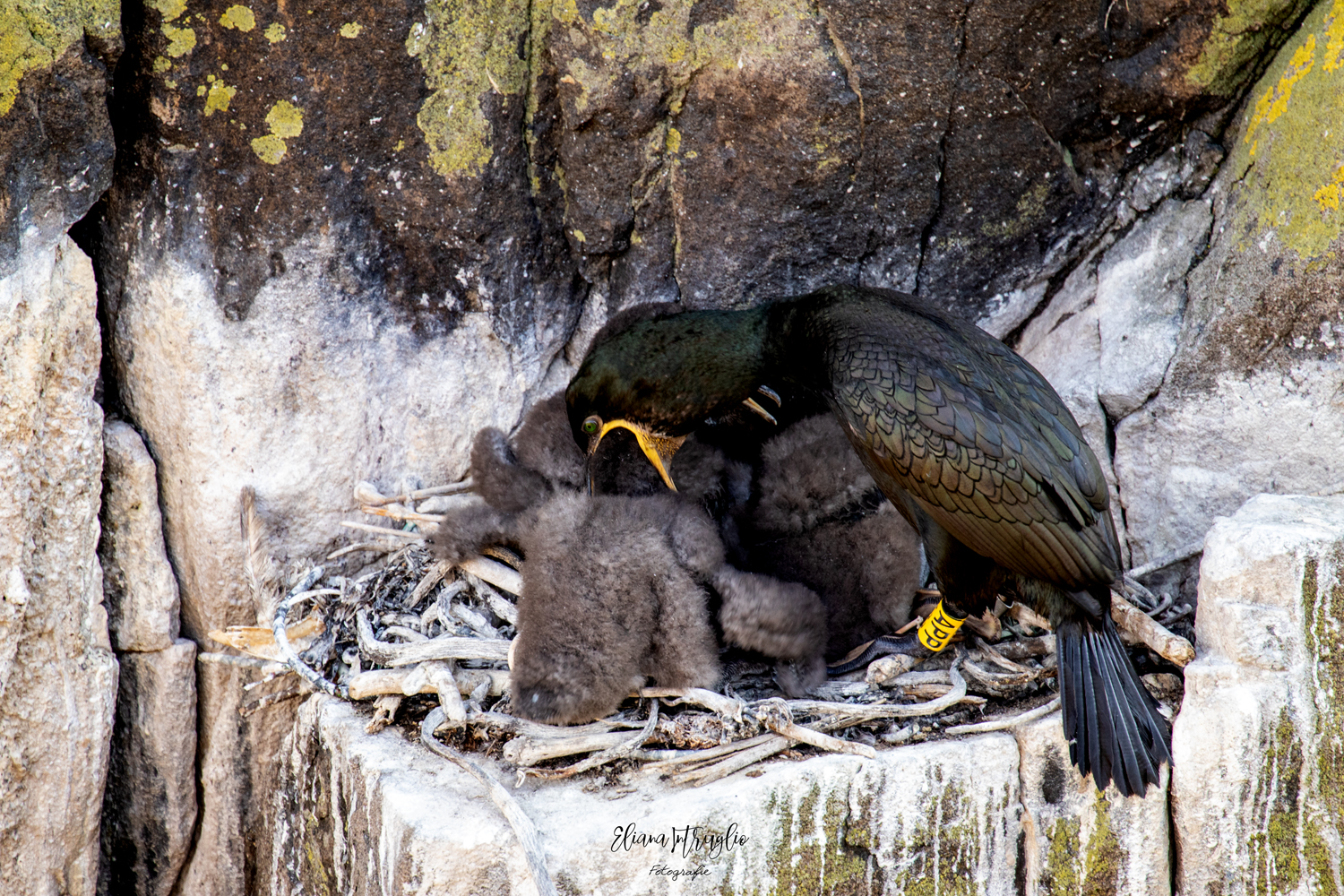 The mouthful of the Cormorant