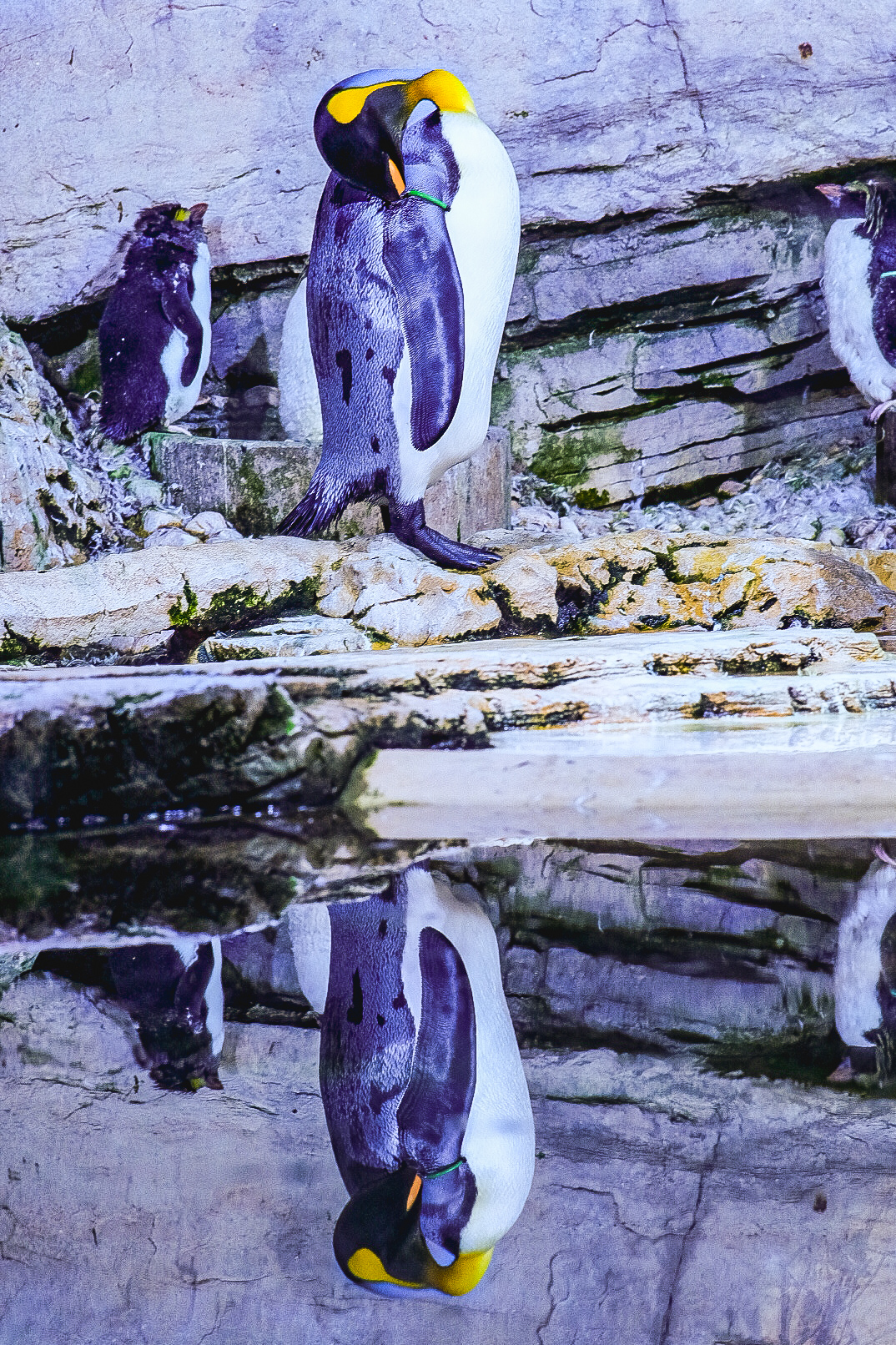 Pinguino allo zoo