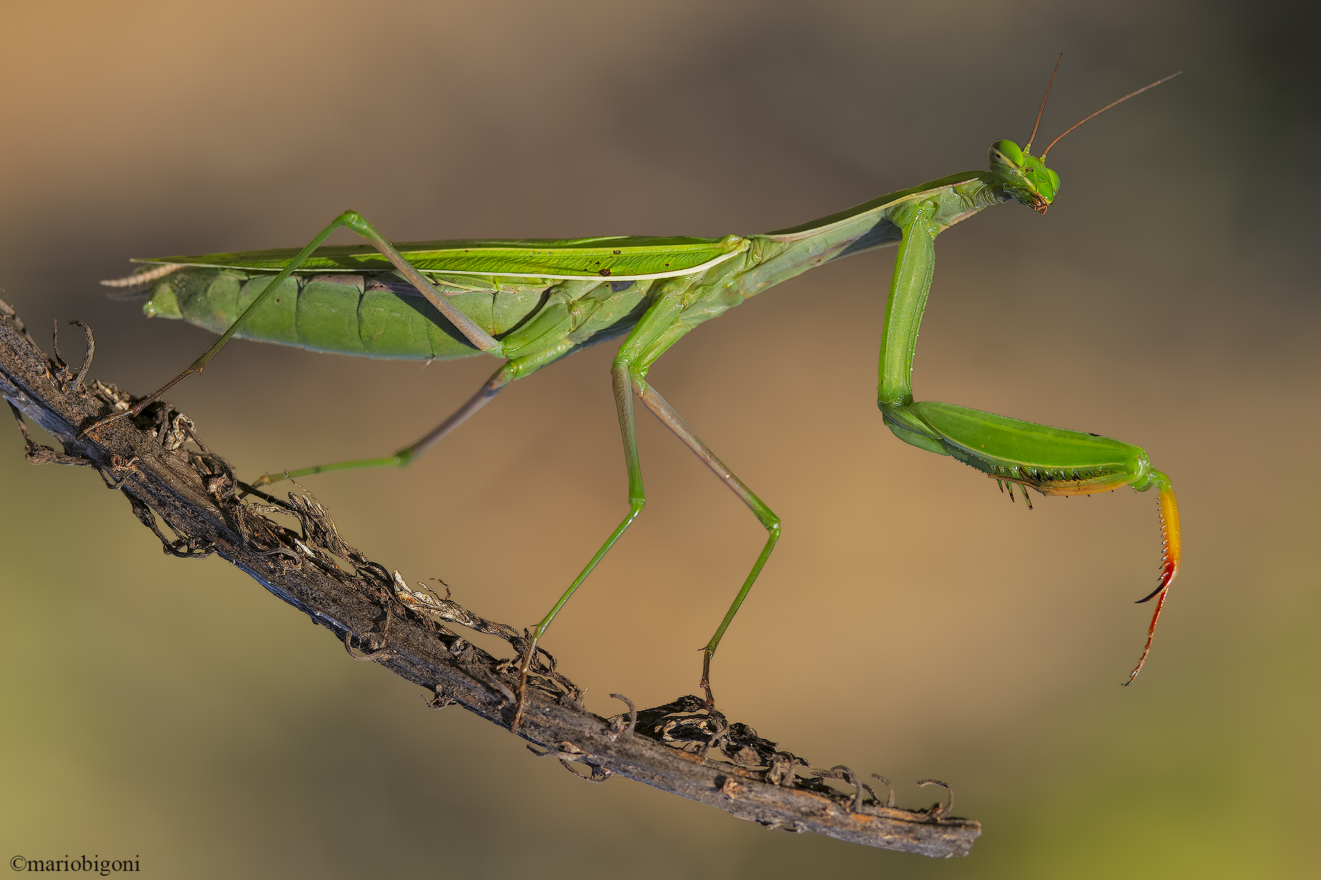 Praying mantis