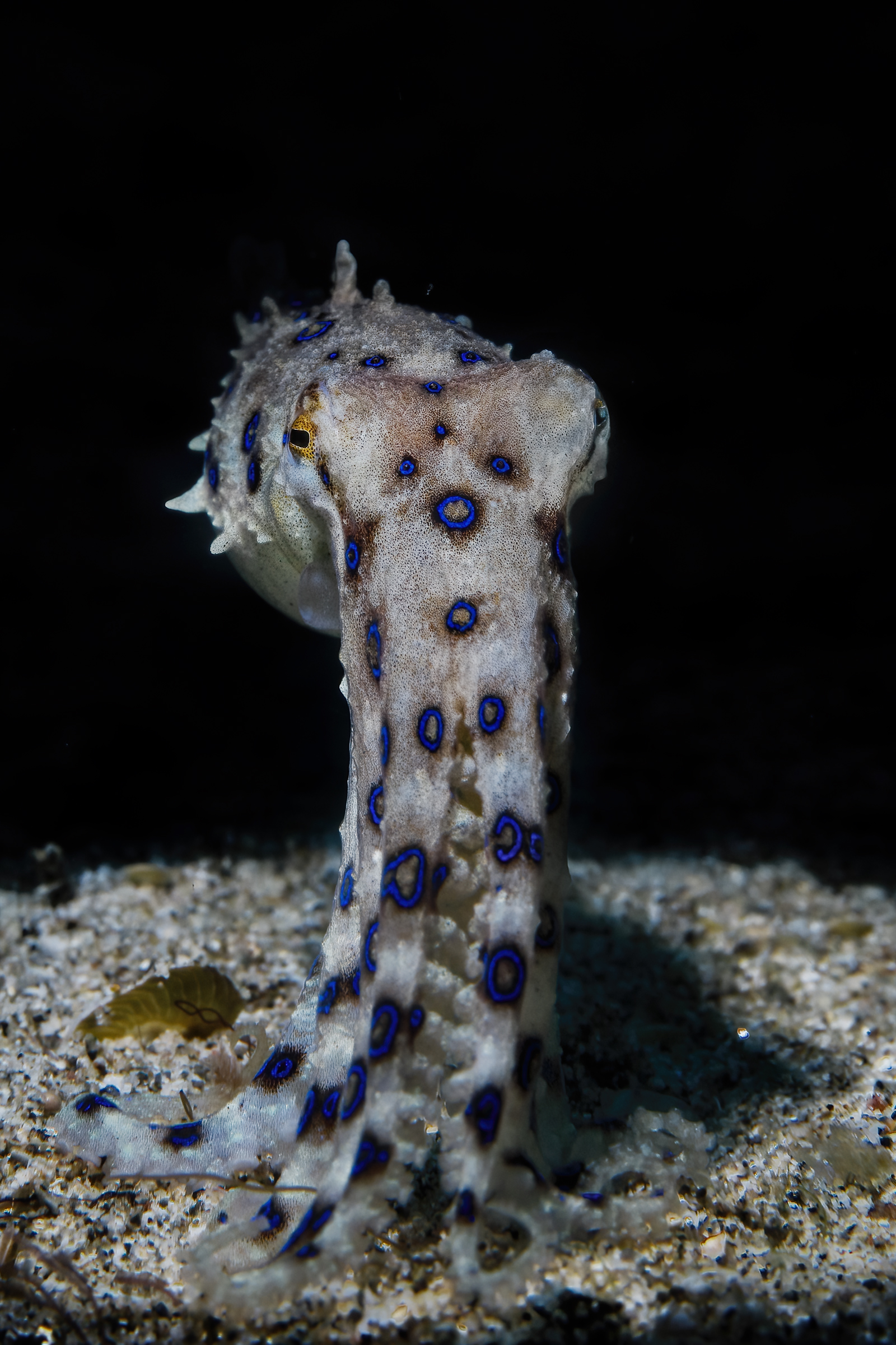 attenzione del blue ring