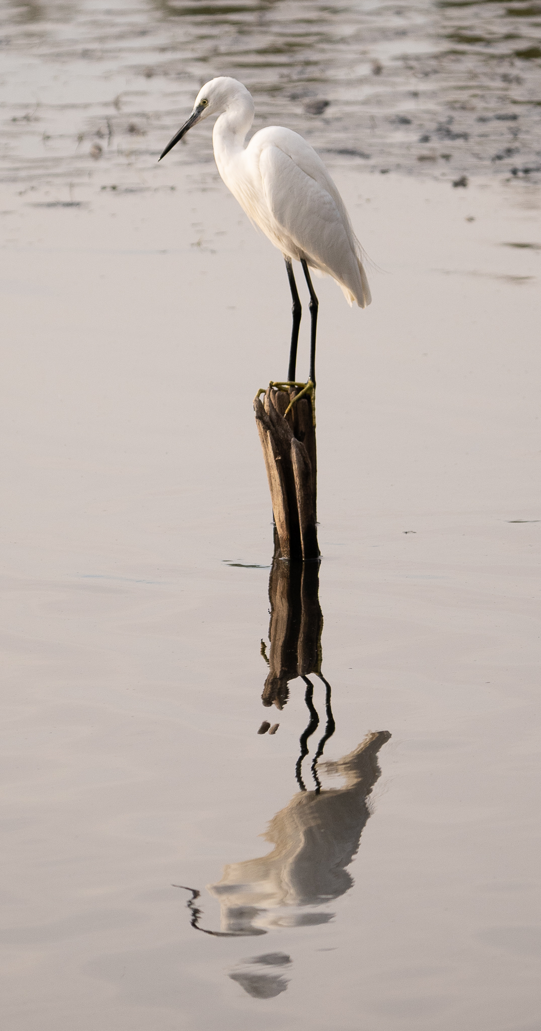Reflection in water