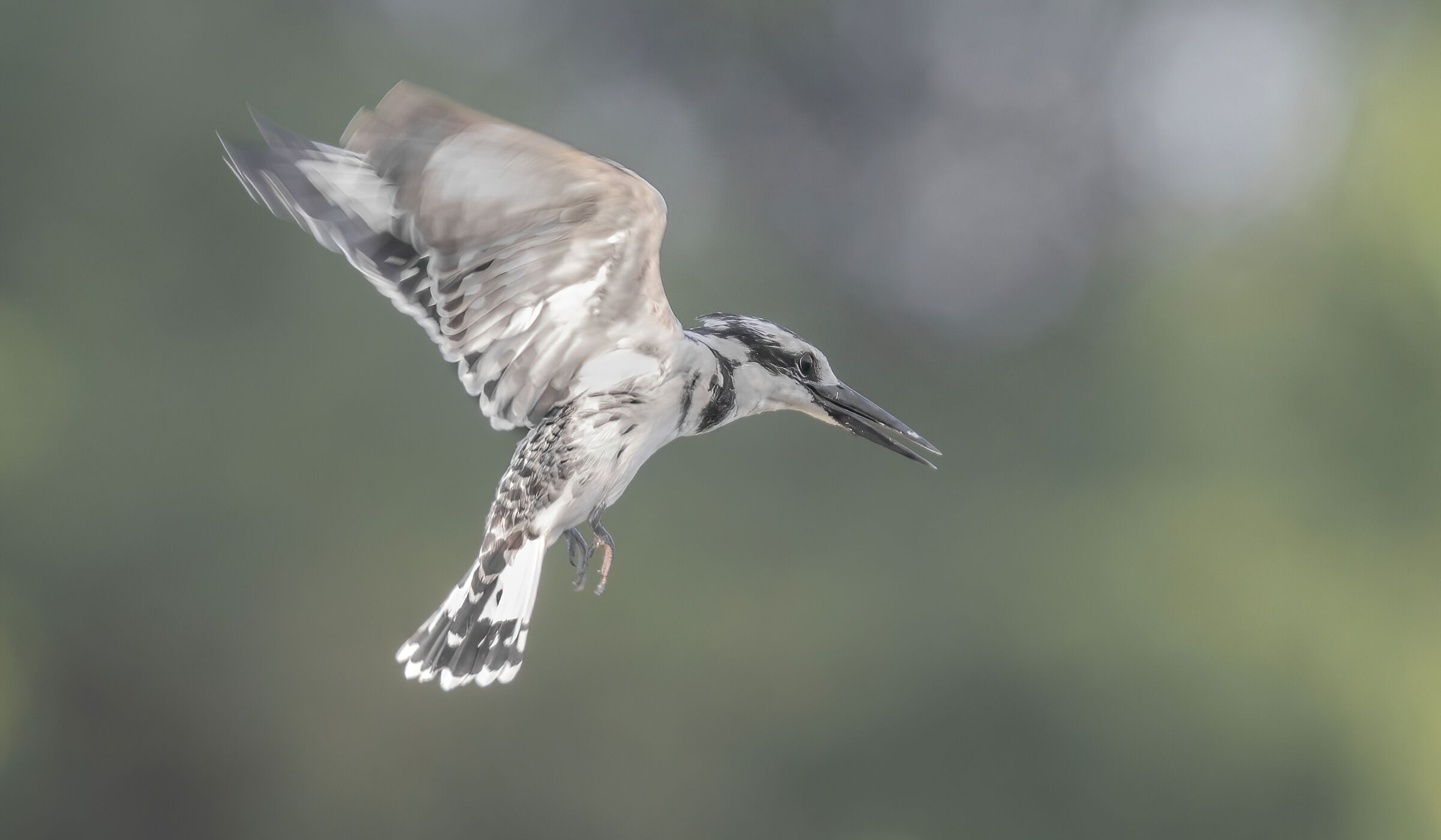 martin pescatore pifferaio