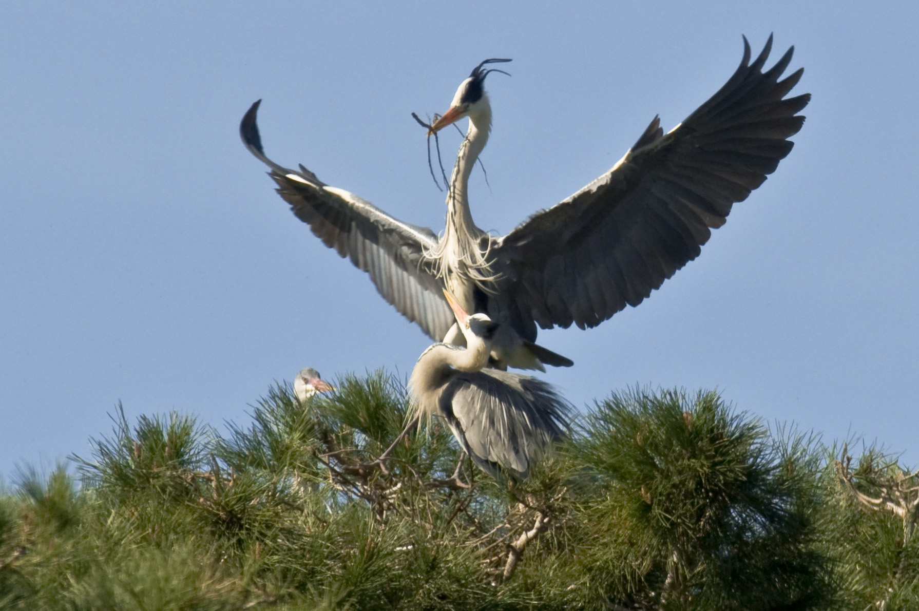 Airone Cenerino al nido