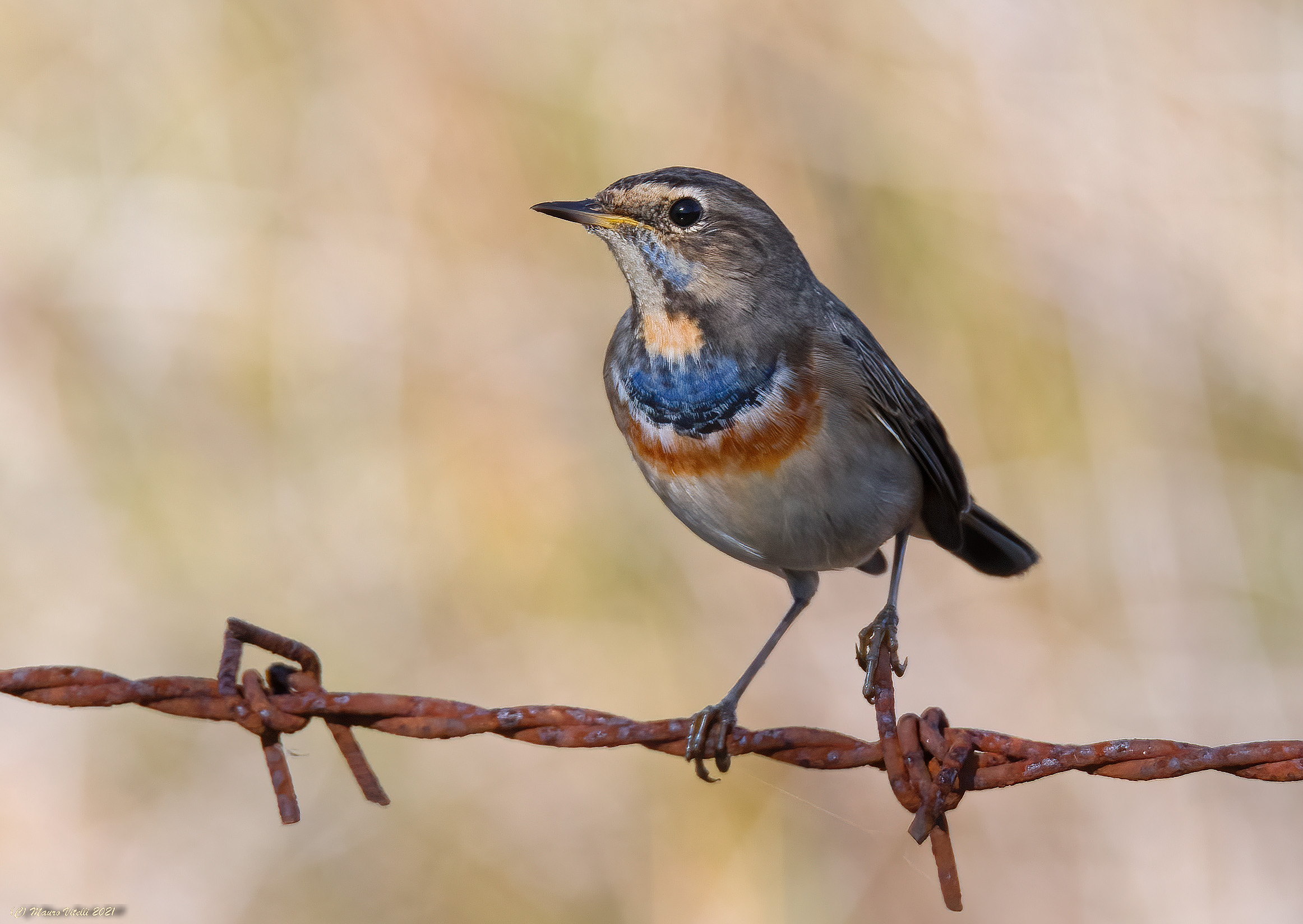 Blue-breasted (Luscinia svecica)