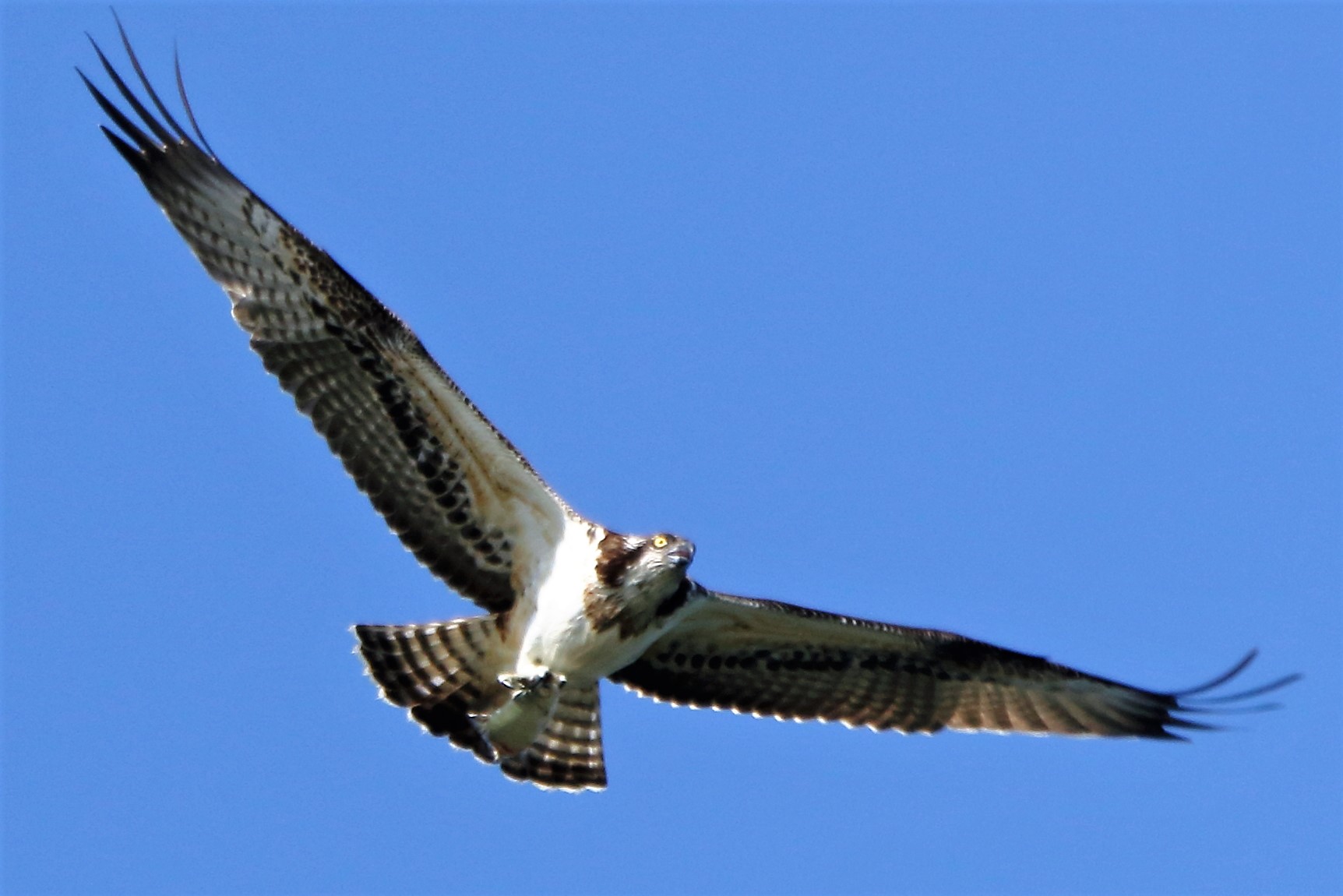 Osprey with prey 196