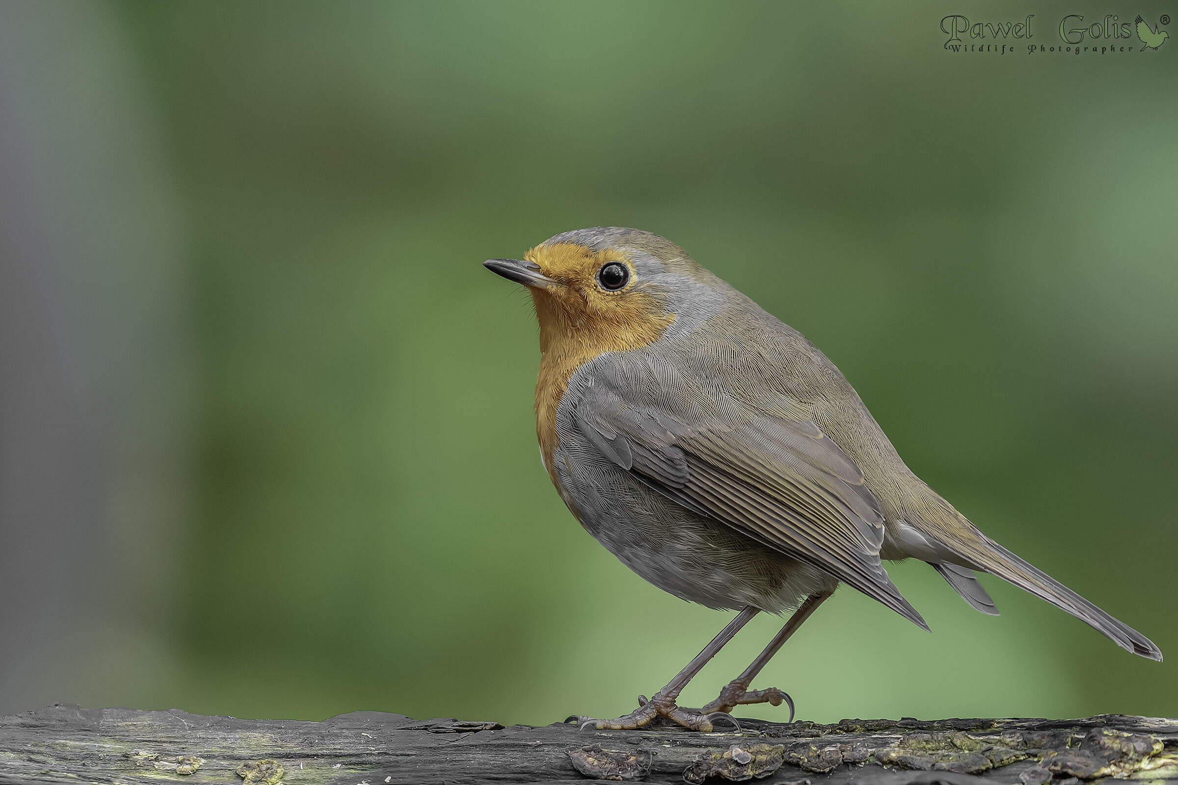Pettirosso europeo (Erithacus rubecula)