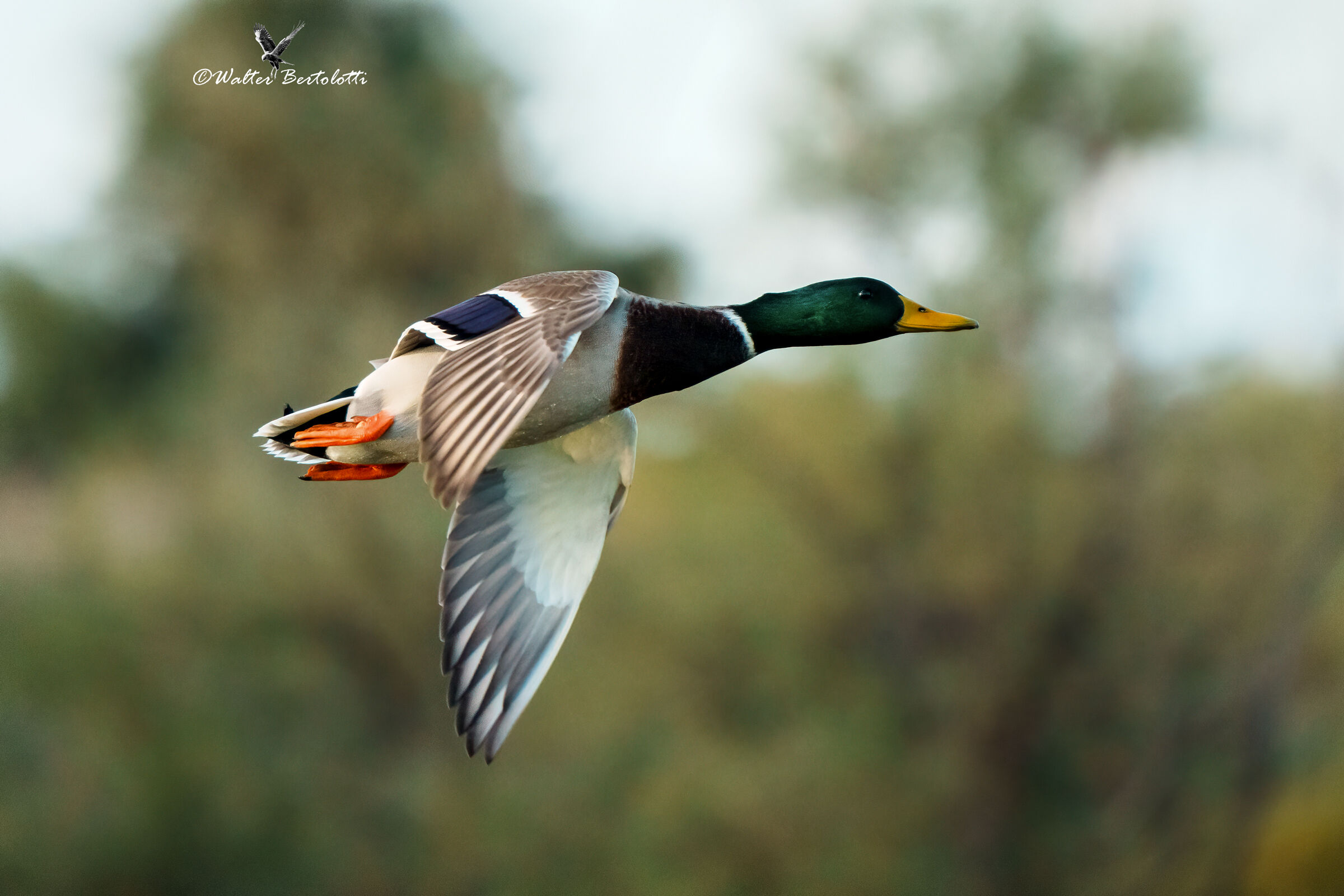 volo di riscaldamento