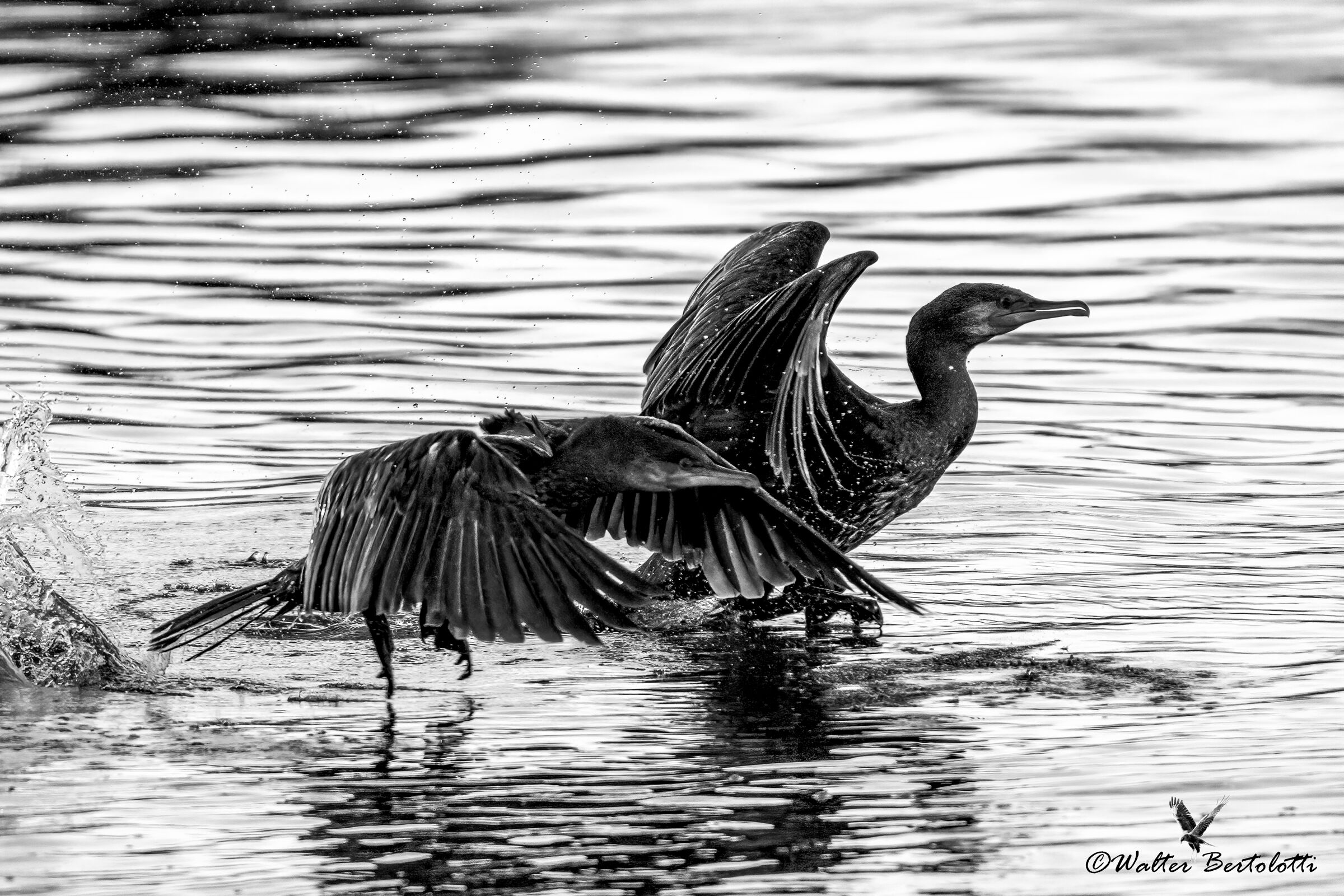 cormorani in bn
