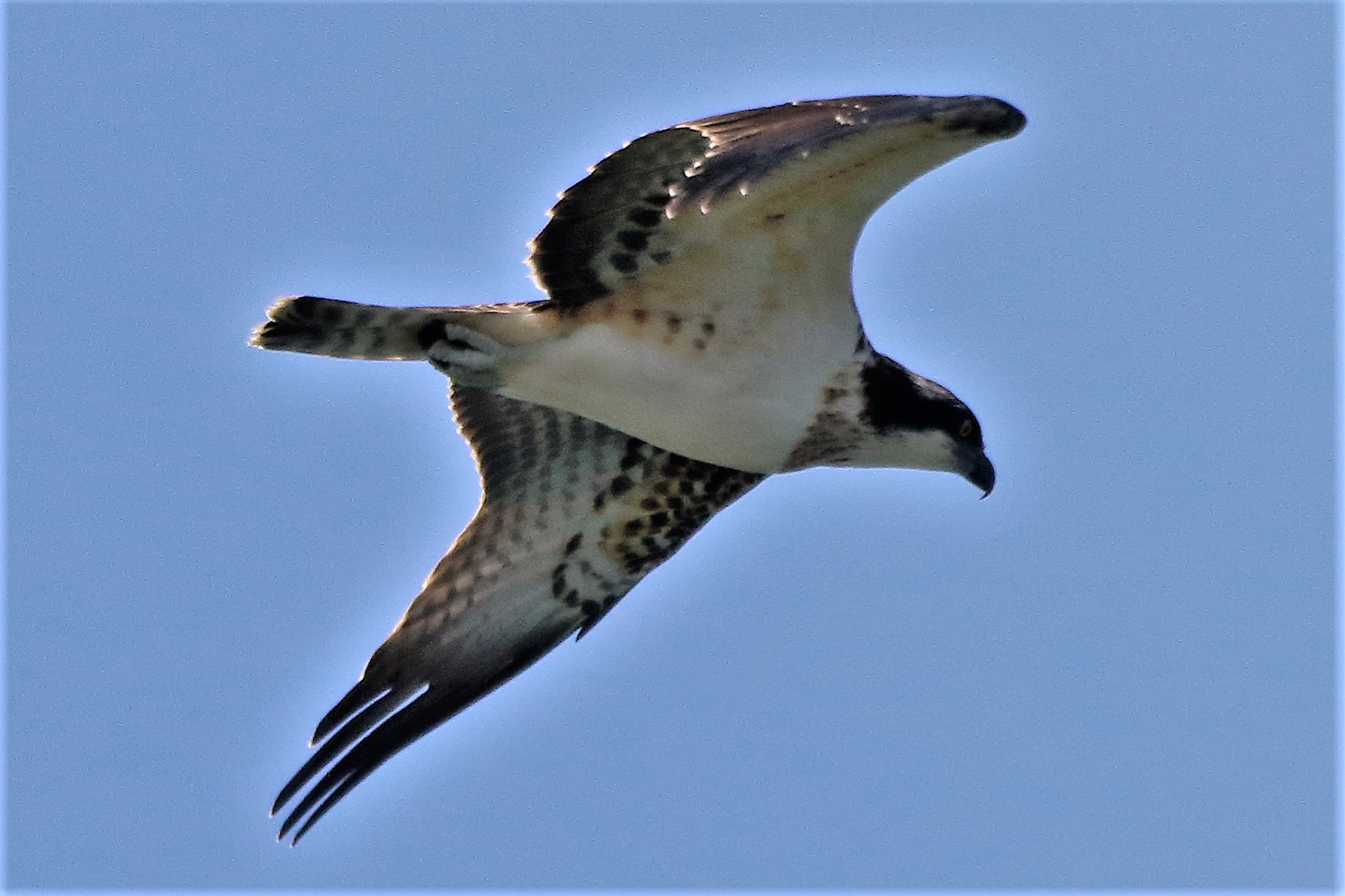Osprey