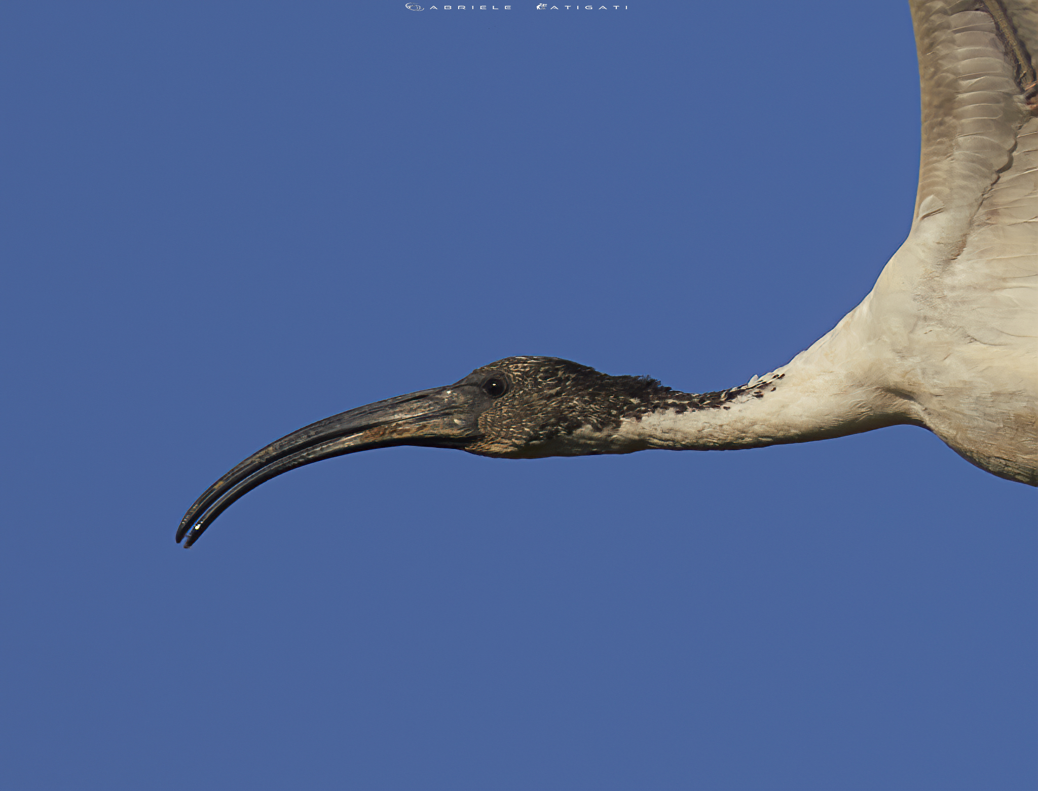 Sacred ibis
