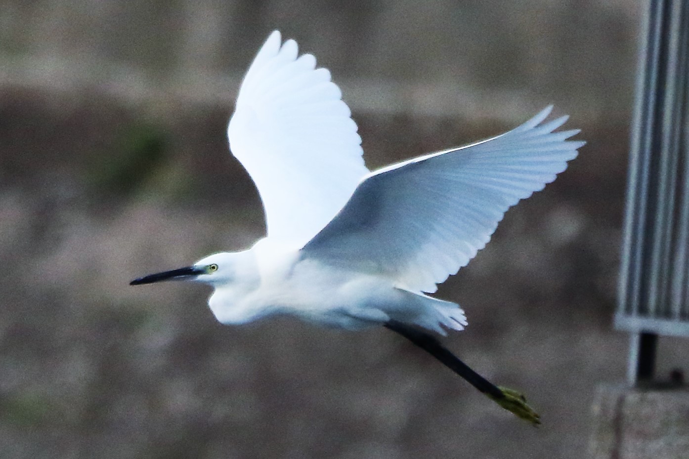 egret