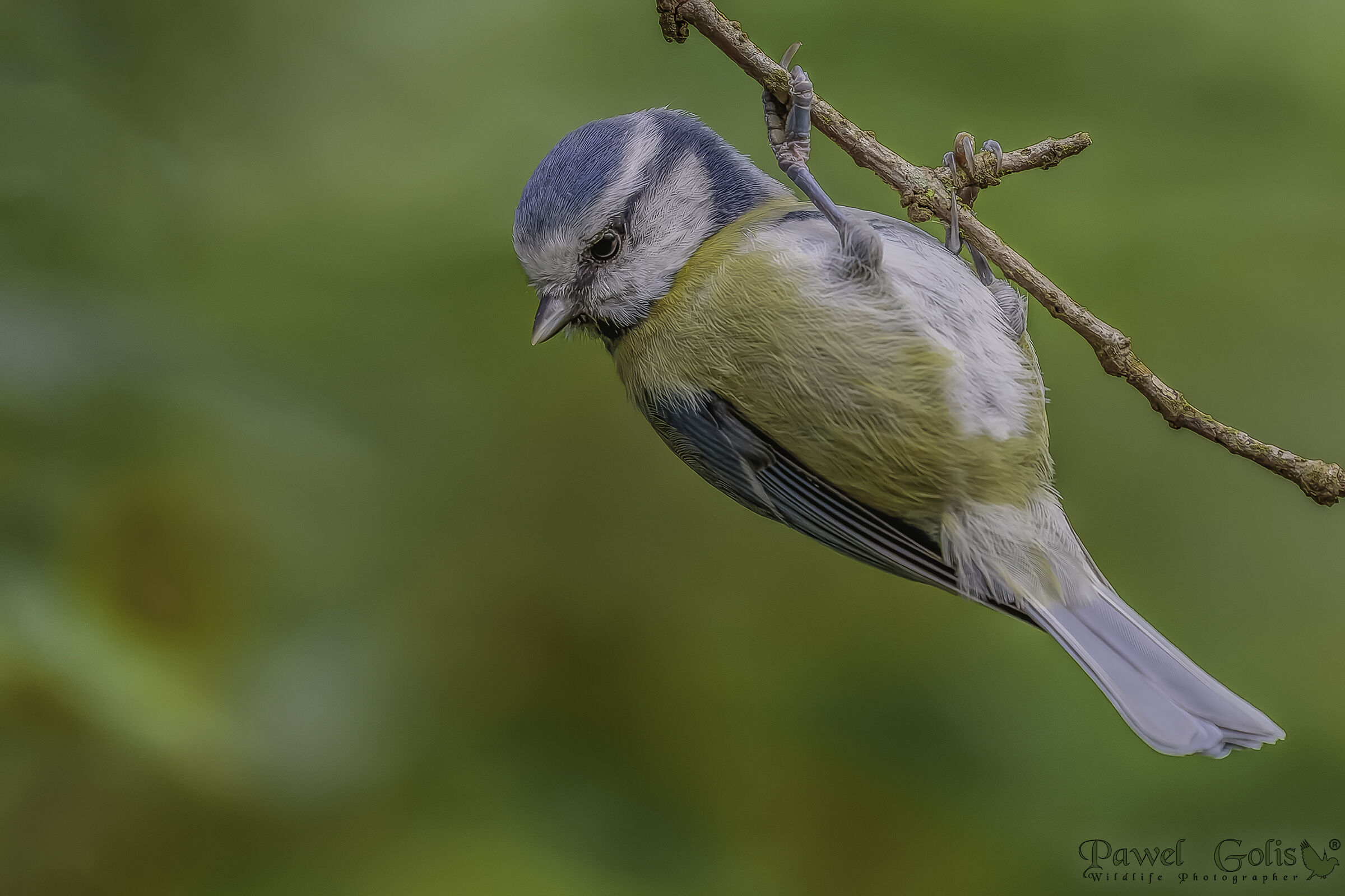 Cinciallegra eurasiatica (Cyanistes caeruleus)