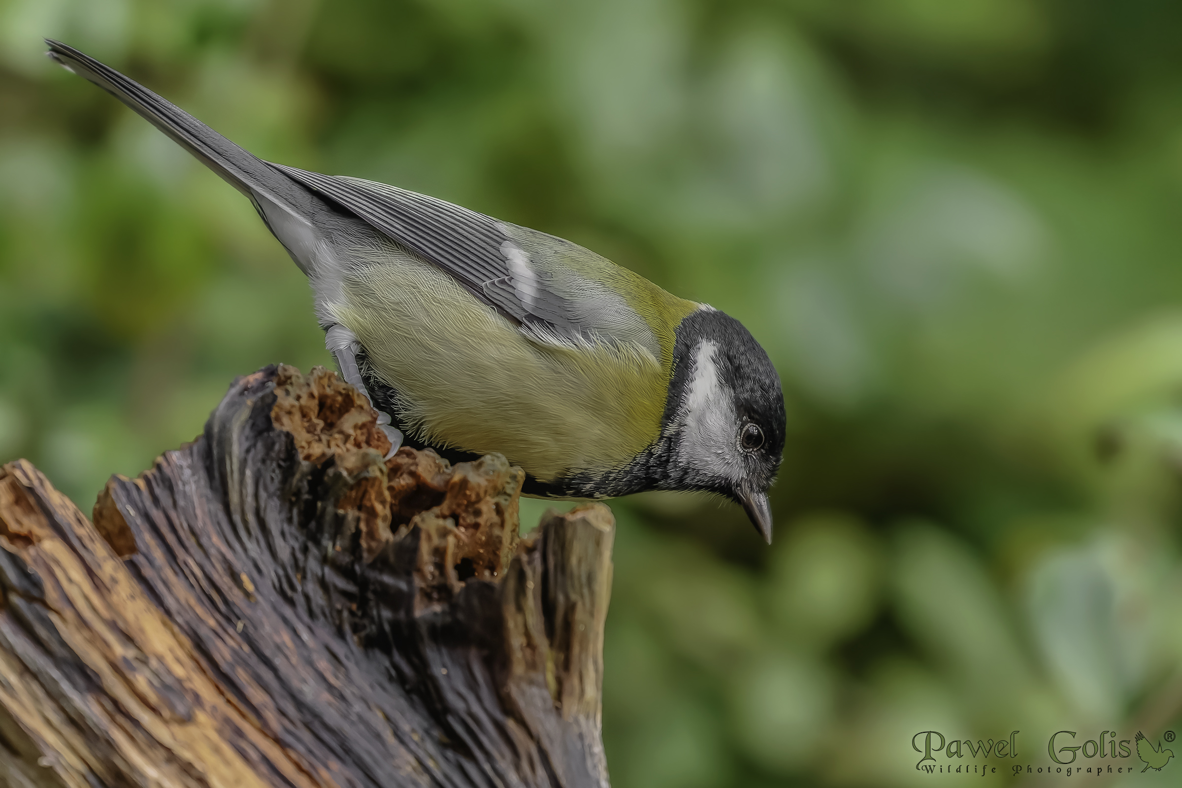 Cinciallegra (Parus major)