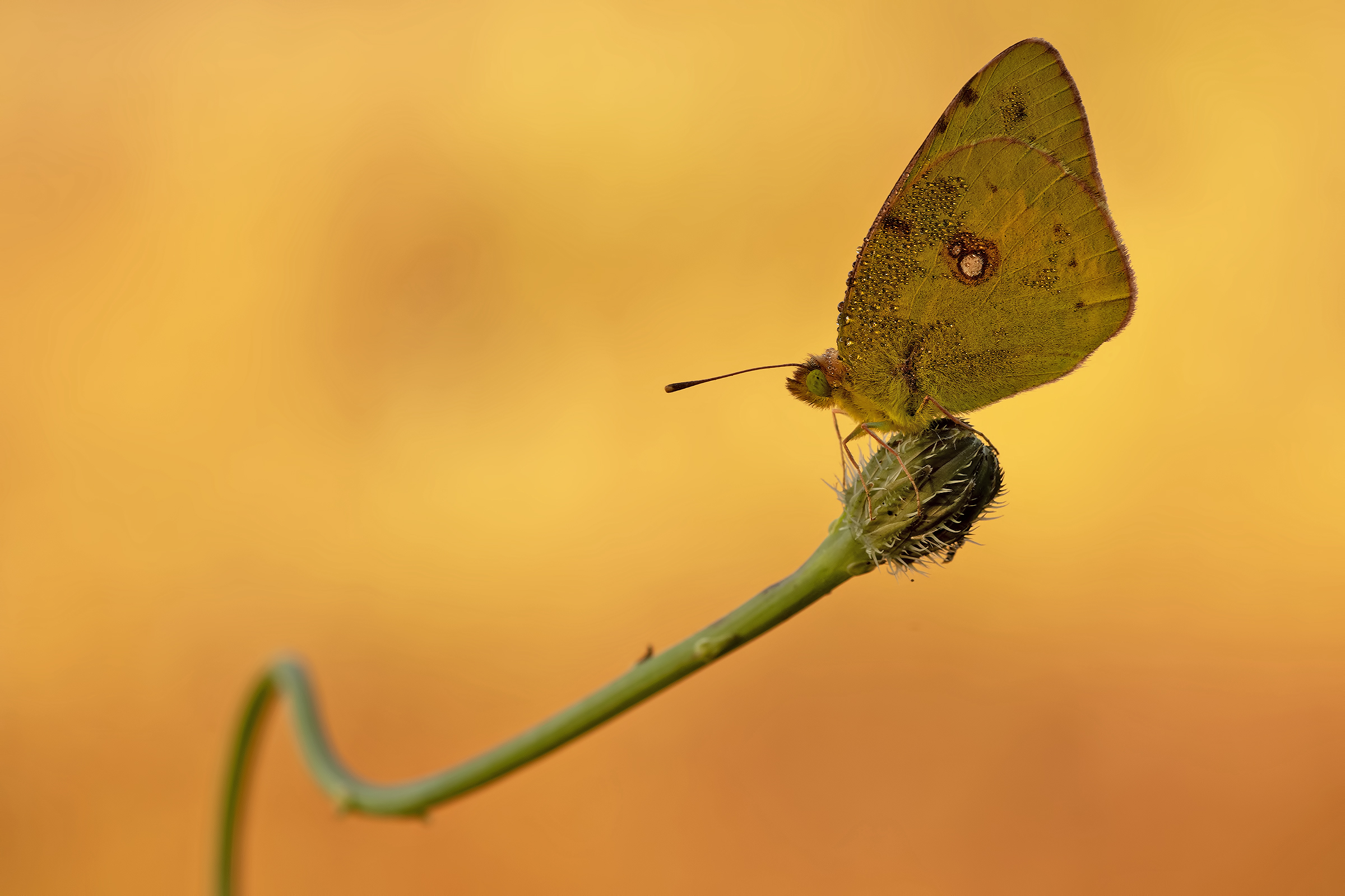colias cross on a roller coaster