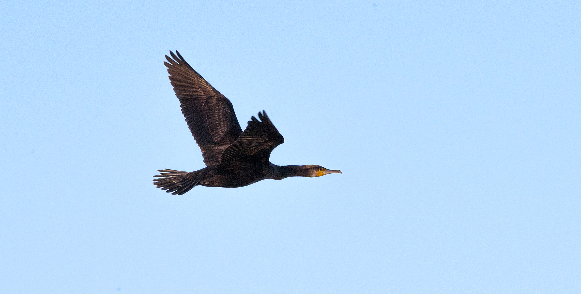 Cormorano  (Maremma, ottobre 2021)