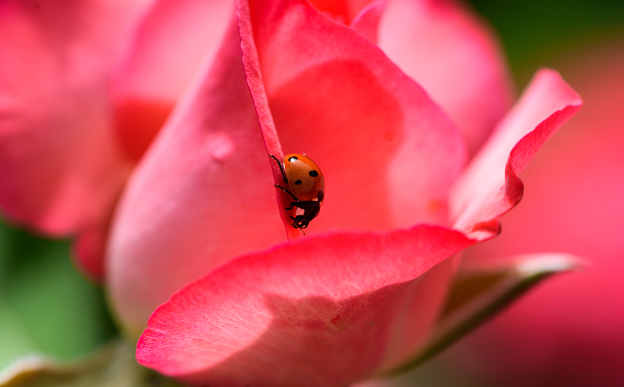Rosso su Rosso  (Coccinella)