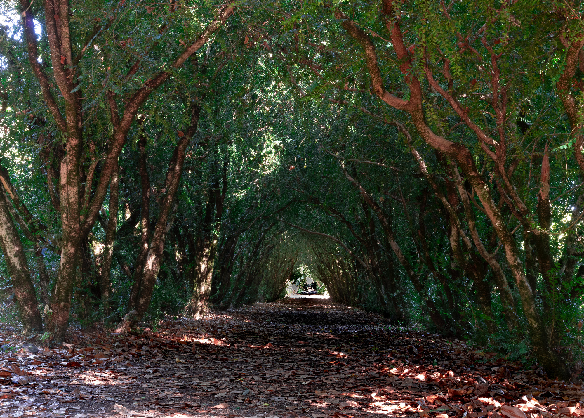 Il tunnel dell'amore
